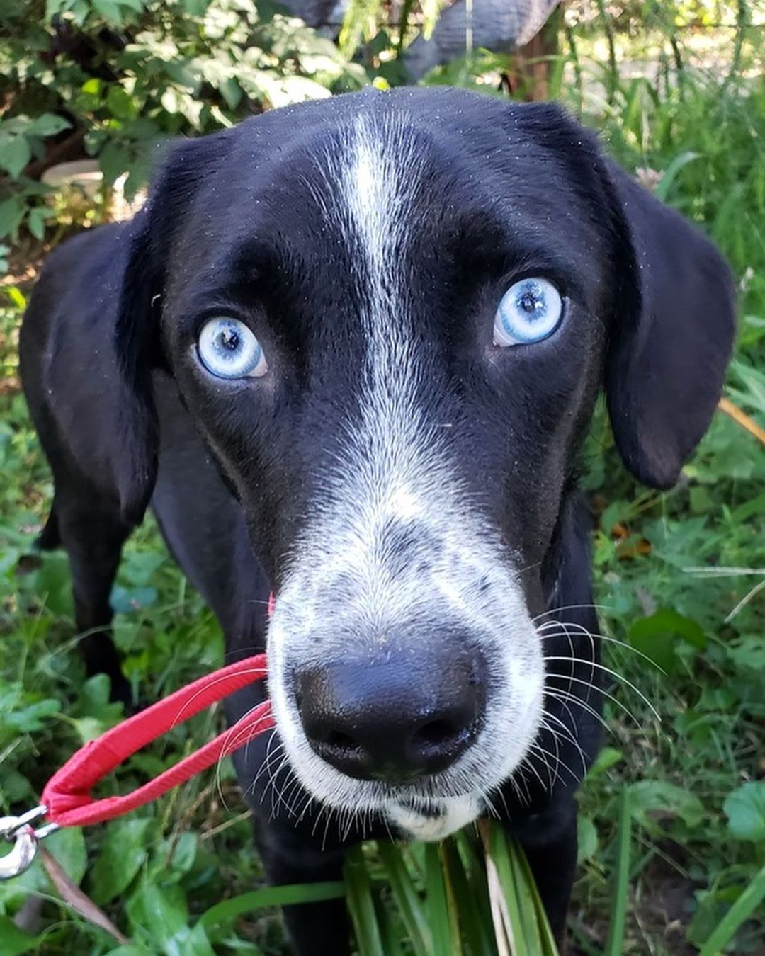 Hello 😊 My name is Remembering Bubblicious. The first thing people notice about are my beautiful, baby blue eyes! I look like a lab mix and am about 2 years old and 33lbs. I'm a shy guy who needs a patient adopter because sometimes the world can be scary. With time, love, and training, I should be able to come out of my shell. I’m ready to find my my forever home and enjoy a happily ever after! If you’re interested in adopting, check out the link in our bio. 

<a target='_blank' href='https://www.instagram.com/explore/tags/adoptabledog/'>#adoptabledog</a> <a target='_blank' href='https://www.instagram.com/explore/tags/adoptdontshop/'>#adoptdontshop</a> <a target='_blank' href='https://www.instagram.com/explore/tags/opttoadopt/'>#opttoadopt</a> <a target='_blank' href='https://www.instagram.com/explore/tags/ophrescue/'>#ophrescue</a> <a target='_blank' href='https://www.instagram.com/explore/tags/savedogs/'>#savedogs</a> <a target='_blank' href='https://www.instagram.com/explore/tags/dogrescue/'>#dogrescue</a> <a target='_blank' href='https://www.instagram.com/explore/tags/rescuedogs/'>#rescuedogs</a> <a target='_blank' href='https://www.instagram.com/explore/tags/mustlovedogs/'>#mustlovedogs</a> <a target='_blank' href='https://www.instagram.com/explore/tags/rescuedismyfavoritebreed/'>#rescuedismyfavoritebreed</a> <a target='_blank' href='https://www.instagram.com/explore/tags/rescuedogsofinstagram/'>#rescuedogsofinstagram</a>
<a target='_blank' href='https://www.instagram.com/explore/tags/cutedog/'>#cutedog</a> <a target='_blank' href='https://www.instagram.com/explore/tags/dogsofinstagram/'>#dogsofinstagram</a> <a target='_blank' href='https://www.instagram.com/explore/tags/dogstagram/'>#dogstagram</a> <a target='_blank' href='https://www.instagram.com/explore/tags/doggie/'>#doggie</a> <a target='_blank' href='https://www.instagram.com/explore/tags/dogslife/'>#dogslife</a>