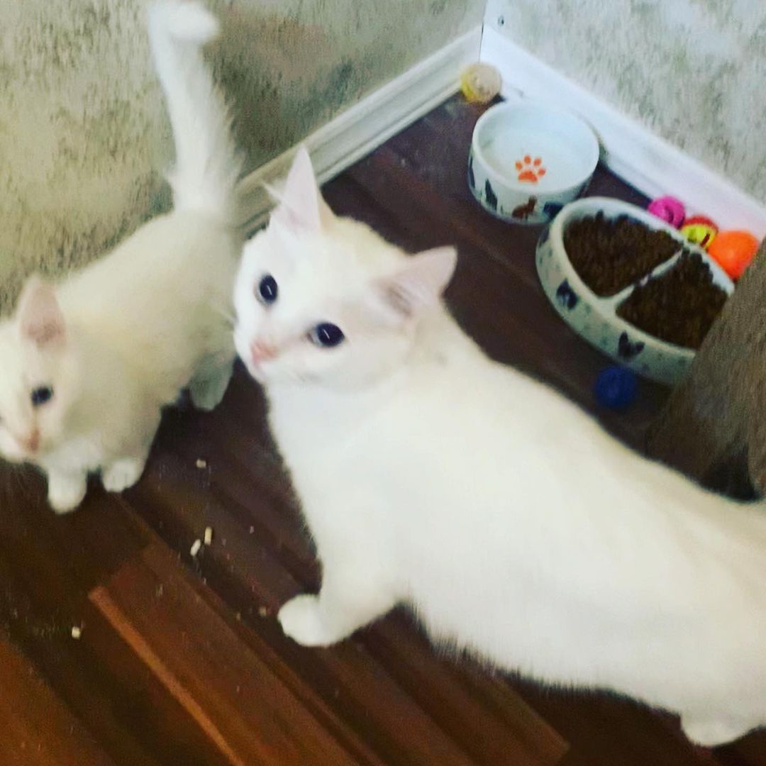 😻🐾🐱Meet momma Snowflake and her two handsome boys Moon and Spirit. These beautiful Turkish Angora kitties are all now fully vetted and ready to be adopted now. We know that they will go very quickly. If you are interested in adopting one or more of them please request an adoption application at loveandpurrssanctuary@gmail.com <a target='_blank' href='https://www.instagram.com/explore/tags/adoptdontshop/'>#adoptdontshop</a> <a target='_blank' href='https://www.instagram.com/explore/tags/adoptables/'>#adoptables</a> <a target='_blank' href='https://www.instagram.com/explore/tags/turkishangora/'>#turkishangora</a> <a target='_blank' href='https://www.instagram.com/explore/tags/loveandpurrssanctuary/'>#loveandpurrssanctuary</a> <a target='_blank' href='https://www.instagram.com/explore/tags/spayandneuter/'>#spayandneuter</a> <a target='_blank' href='https://www.instagram.com/explore/tags/rescuecat/'>#rescuecat</a>