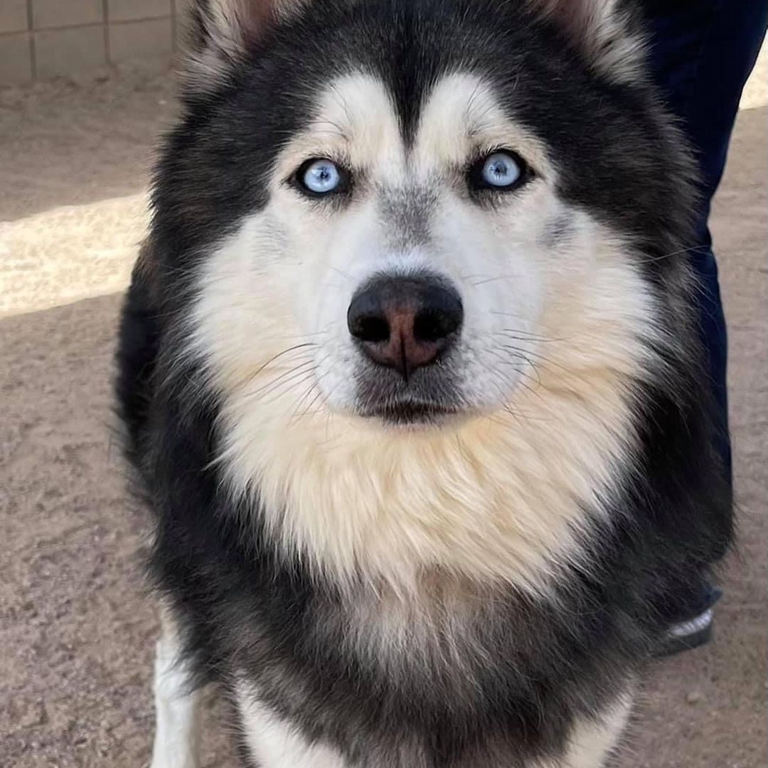 Hi!🐶 My name is Rocky. I’m only 3 years old and my owner dropped me off at the shelter. I don’t know why I’m here because my previous people had me since I was a puppy. I’m scared and need help. You see…I only have until Monday 10/18 to live. If I don’t find a home, the shelter will kill me. I can’t imagine that this may be the way things end for me. Will you help me live? This rescue will provide me with everything I need to be comfortable, medically taken care of, and training too. You just need to give me a safe home to relax in and feel my best! Will you be my miracle?

Love,
Rocky❤️

The direct link to adopt is https://www.shelterluv.com/matchme/adopt/LHSR/Dog and the direct link to foster is https://www.shelterluv.com/matchme/foster/LHSR/Dog<a target='_blank' href='https://www.instagram.com/explore/tags/dogrescue/'>#dogrescue</a> <a target='_blank' href='https://www.instagram.com/explore/tags/rescuedogsofinstagram/'>#rescuedogsofinstagram</a> <a target='_blank' href='https://www.instagram.com/explore/tags/husky/'>#husky</a> <a target='_blank' href='https://www.instagram.com/explore/tags/huskeyrescue/'>#huskeyrescue</a> <a target='_blank' href='https://www.instagram.com/explore/tags/lucyshoperescue/'>#lucyshoperescue</a>