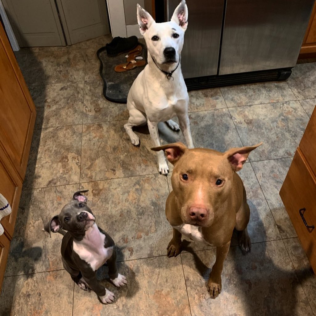 Phil, now Calvin, is home! This little potato came to us from @arlboston as part of a large cruelty case and is now home safe forever! Cal is quickly fitting in with his pack which includes humans, Danielle & Shawn, and brothers,  Ghost & Daddy! We can’t wait to watch him grow! Thank you to Jacqui & Kevin for fostering this nugget (and all 4 pups at one point)! Congrats all!