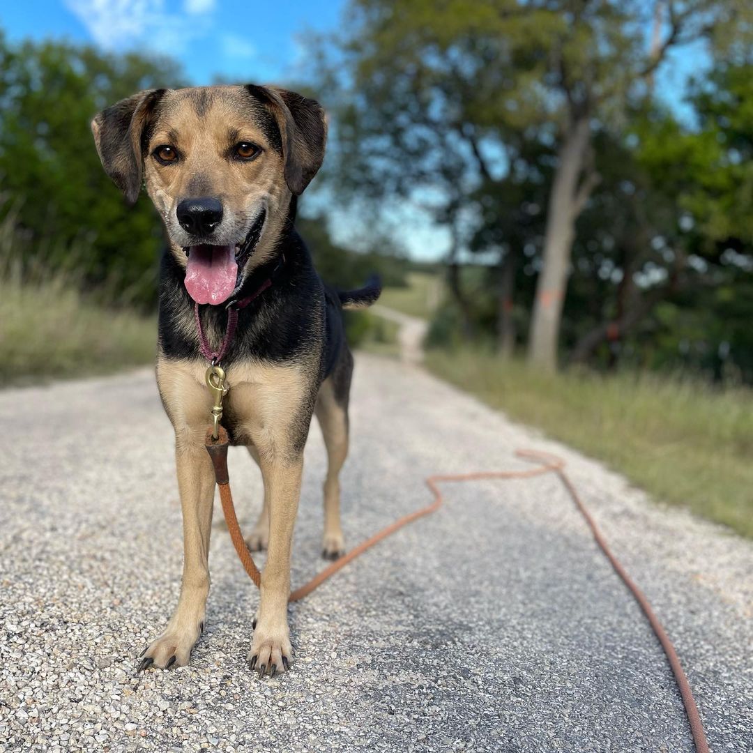 Just a bunch of Final Frontier Rescue Project dogs. Adopt, foster, donate, share, volunteer, advocate.
<a target='_blank' href='https://www.instagram.com/explore/tags/adoptdontshop/'>#adoptdontshop</a> <a target='_blank' href='https://www.instagram.com/explore/tags/fosteringsaveslives/'>#fosteringsaveslives</a> <a target='_blank' href='https://www.instagram.com/explore/tags/everydogdeservesachance/'>#everydogdeservesachance</a> <a target='_blank' href='https://www.instagram.com/explore/tags/austintexas/'>#austintexas</a>