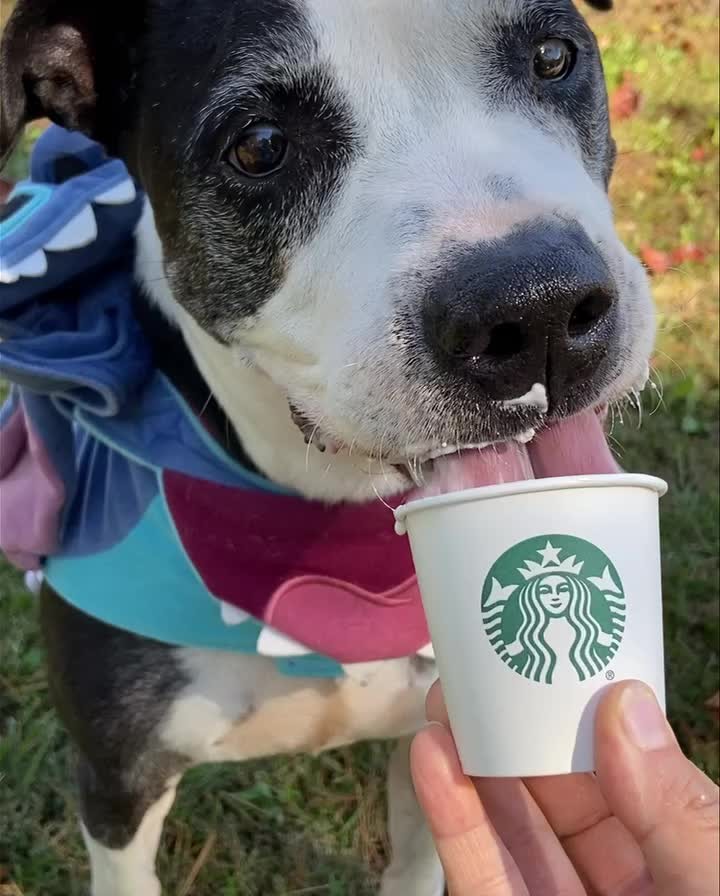 Today adoptable senior pup Bogey got dressed up and went trick or treating - he got a pup cup! Look how cute he is! Please spread the word that Bogey is still looking for a home!