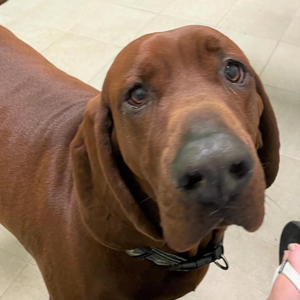 Loki is a 3 yr, 84 lb old male redbone coonhound who is looking for a new home.  Loki is friendly and likes attention from people; he's good with other dogs, and has lived with children.  He's had obedience training and knows 'sit', 'down', and 'paw'. He is housebroken.  Loki has been rehomed a couple of times through no fault of his own. His last home was in an apartment where his loud bark was disturbing to neighbors.  Loki is a good dog and he'll make a great companion.  If interested, please email necoonhoundrescue@gmail.com