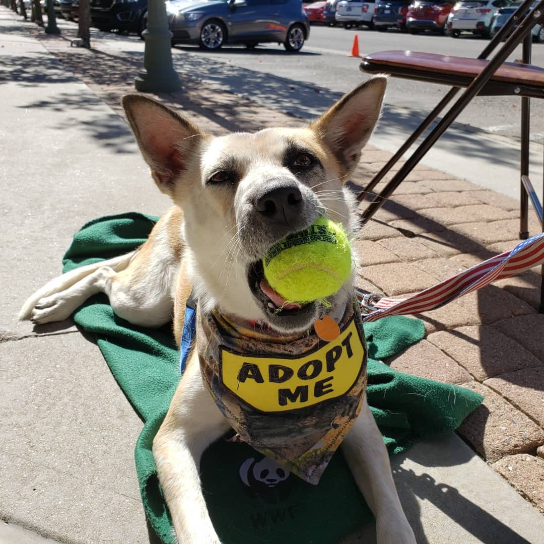 Piper loves to play ball how about you?