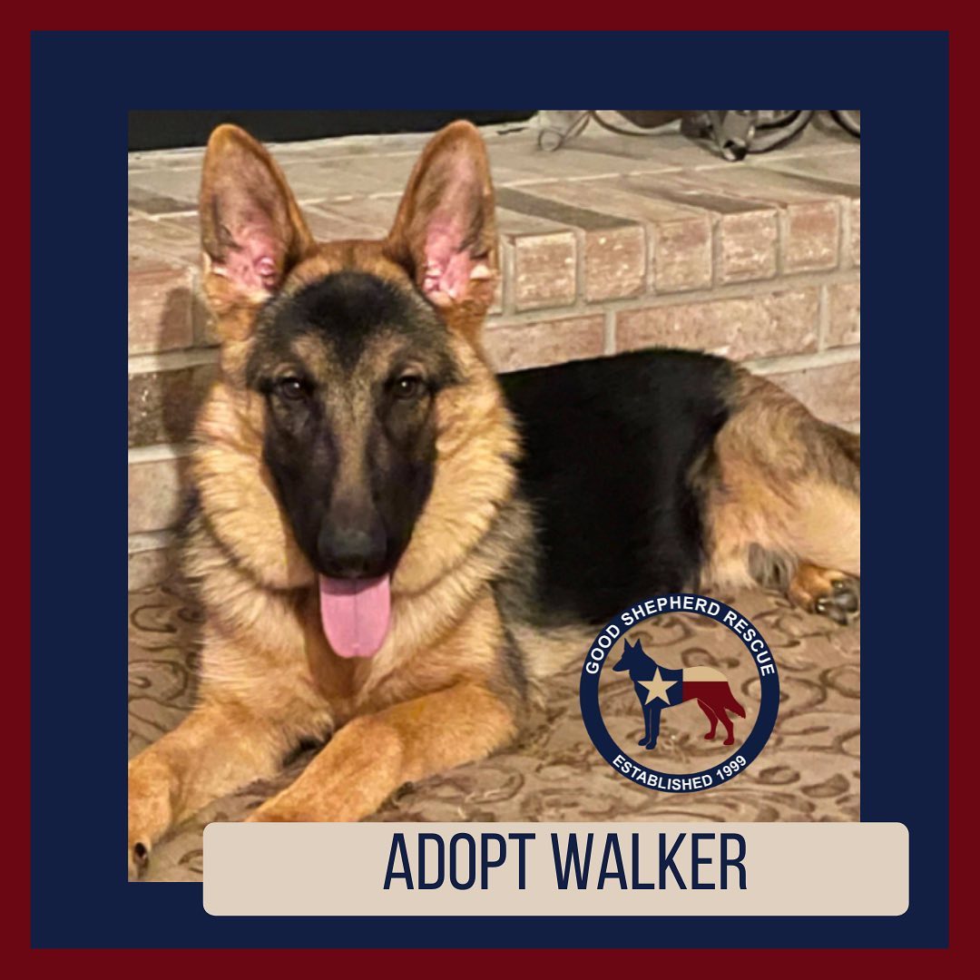 Adopt Walker! Find out more using links in bio! <a target='_blank' href='https://www.instagram.com/explore/tags/furever/'>#furever</a> <a target='_blank' href='https://www.instagram.com/explore/tags/fureverhome/'>#fureverhome</a> <a target='_blank' href='https://www.instagram.com/explore/tags/goodshepherdrescueoftexas/'>#goodshepherdrescueoftexas</a> <a target='_blank' href='https://www.instagram.com/explore/tags/goodshepherd/'>#goodshepherd</a> <a target='_blank' href='https://www.instagram.com/explore/tags/goodshepherdrescue/'>#goodshepherdrescue</a> <a target='_blank' href='https://www.instagram.com/explore/tags/goodshepherdrescueandsanctuaryoftexas/'>#goodshepherdrescueandsanctuaryoftexas</a> <a target='_blank' href='https://www.instagram.com/explore/tags/germanshepherd/'>#germanshepherd</a> <a target='_blank' href='https://www.instagram.com/explore/tags/germanshepherds/'>#germanshepherds</a> <a target='_blank' href='https://www.instagram.com/explore/tags/germanshepherdsofinstagram/'>#germanshepherdsofinstagram</a> <a target='_blank' href='https://www.instagram.com/explore/tags/love/'>#love</a> <a target='_blank' href='https://www.instagram.com/explore/tags/adoptdontshop/'>#adoptdontshop</a> <a target='_blank' href='https://www.instagram.com/explore/tags/adopt/'>#adopt</a> <a target='_blank' href='https://www.instagram.com/explore/tags/adopted/'>#adopted</a>