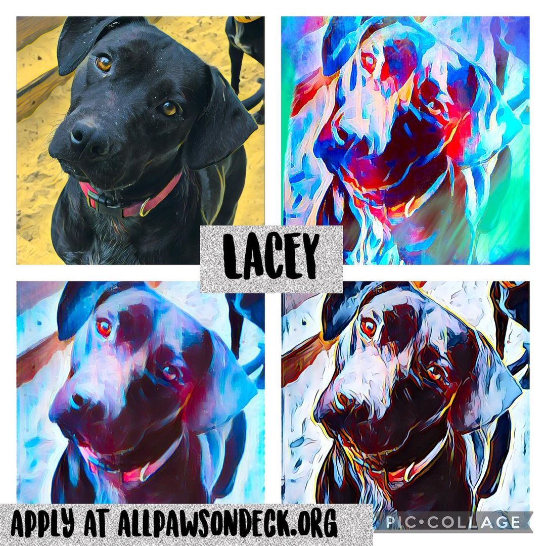 Lacey is a Lab / Beagle size mix, great with kids and all people! Plays well with all dogs. Apply at allpawsondeck.org