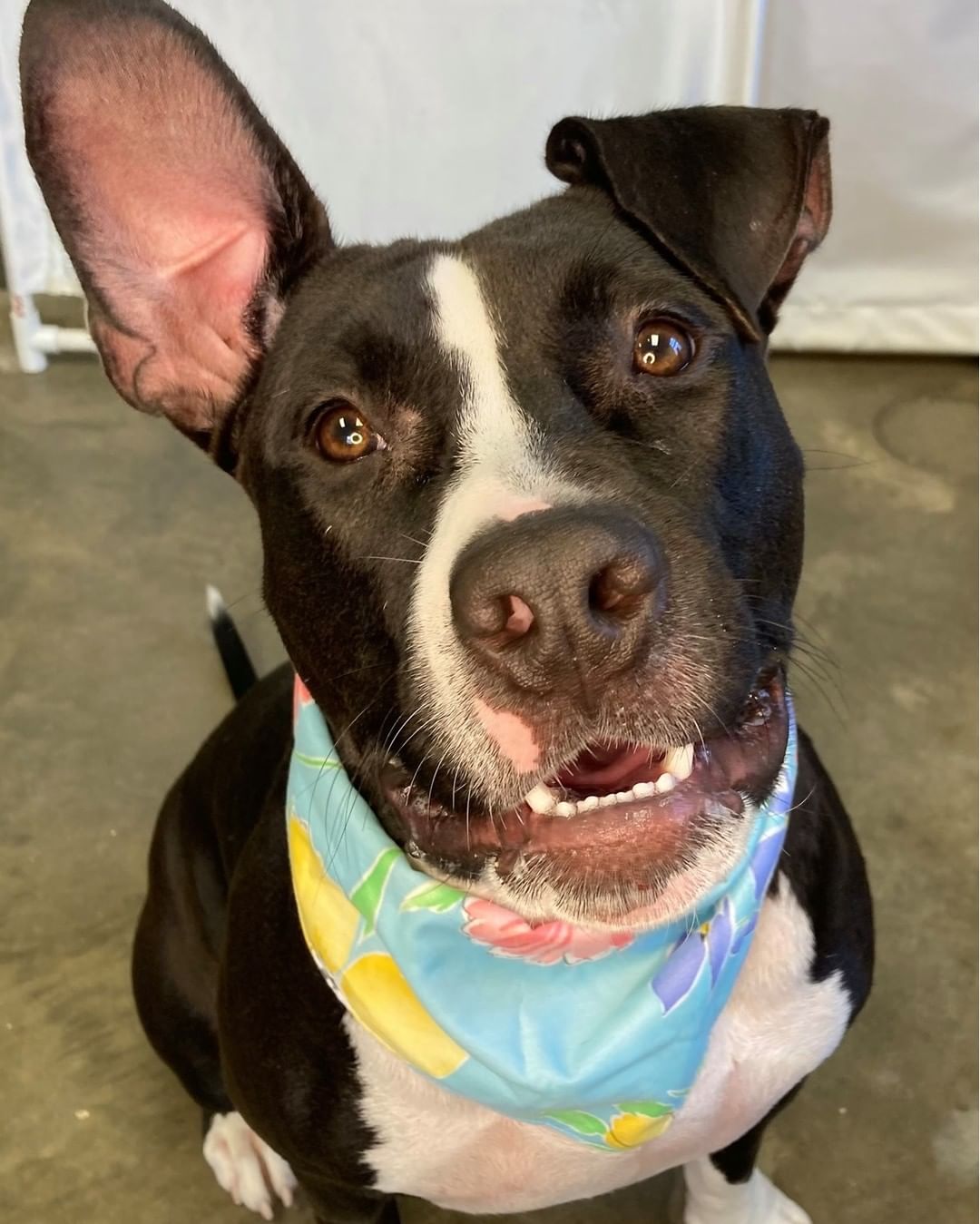 👻Trick or treat! 👻 Did you say....treat? 😍 Do you need to add some love to your life? We have plenty of fur babies as sweet as candy just waiting for their forever home. 🐾 Please visit our website, www.prairiepaws.org or give us a call at 785-242-2967 with any questions! <a target='_blank' href='https://www.instagram.com/explore/tags/animalrescue/'>#animalrescue</a> <a target='_blank' href='https://www.instagram.com/explore/tags/adoptdontshop/'>#adoptdontshop</a> <a target='_blank' href='https://www.instagram.com/explore/tags/dogsofinsta/'>#dogsofinsta</a> <a target='_blank' href='https://www.instagram.com/explore/tags/prairiepawsanimalshelter/'>#prairiepawsanimalshelter</a>