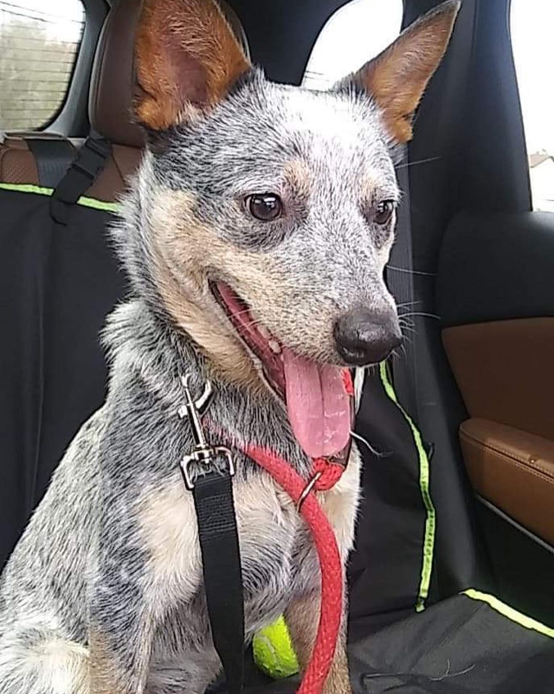 Pittsburgh, PA: meet Pluto! He is a 2 year old blue heeler & he is looking for a new home. His foster has been working on training with him for the past year and he has come really far! He is housebroken and crate trained, good with other dogs, unknown with cats so looking for a cat-free home. Would be best with older kids due to the breed & herding traits. 

Pluto is scheduled to be fixed in November. He is up to date on vaccines and a very healthy, energetic boy looking for a family!

Please let us know if anyone is interested - email PAunderdogmutts@gmail.com