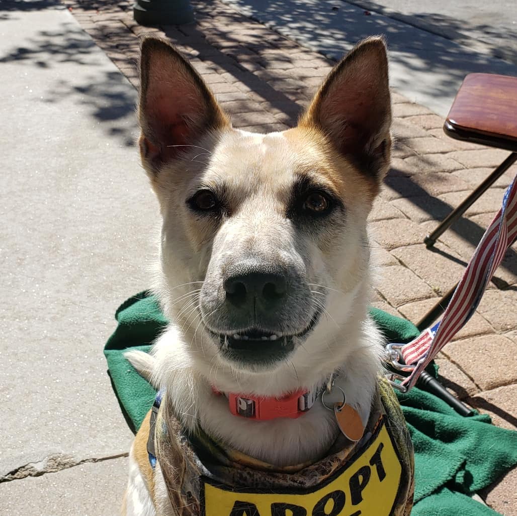 Piper loves to play ball how about you?