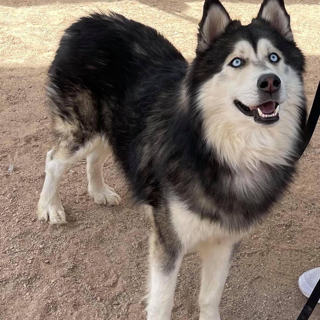 Hi!🐶 My name is Rocky. I’m only 3 years old and my owner dropped me off at the shelter. I don’t know why I’m here because my previous people had me since I was a puppy. I’m scared and need help. You see…I only have until Monday 10/18 to live. If I don’t find a home, the shelter will kill me. I can’t imagine that this may be the way things end for me. Will you help me live? This rescue will provide me with everything I need to be comfortable, medically taken care of, and training too. You just need to give me a safe home to relax in and feel my best! Will you be my miracle?

Love,
Rocky❤️

The direct link to adopt is https://www.shelterluv.com/matchme/adopt/LHSR/Dog and the direct link to foster is https://www.shelterluv.com/matchme/foster/LHSR/Dog<a target='_blank' href='https://www.instagram.com/explore/tags/dogrescue/'>#dogrescue</a> <a target='_blank' href='https://www.instagram.com/explore/tags/rescuedogsofinstagram/'>#rescuedogsofinstagram</a> <a target='_blank' href='https://www.instagram.com/explore/tags/husky/'>#husky</a> <a target='_blank' href='https://www.instagram.com/explore/tags/huskeyrescue/'>#huskeyrescue</a> <a target='_blank' href='https://www.instagram.com/explore/tags/lucyshoperescue/'>#lucyshoperescue</a>