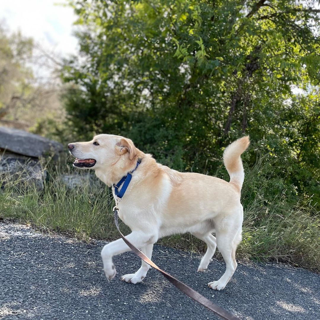 Adopt Loki. He’s 4-5 years old, 70 pounds, neutered, healthy, and in need of a best human friend who doesn’t have many other dogs to take care of. Loki thrives on routine and stability. Can you give him the love and security he craves?
<a target='_blank' href='https://www.instagram.com/explore/tags/adoptdontshop/'>#adoptdontshop</a> <a target='_blank' href='https://www.instagram.com/explore/tags/fosteringsaveslives/'>#fosteringsaveslives</a> <a target='_blank' href='https://www.instagram.com/explore/tags/boringisgood/'>#boringisgood</a> <a target='_blank' href='https://www.instagram.com/explore/tags/stability/'>#stability</a> <a target='_blank' href='https://www.instagram.com/explore/tags/routine/'>#routine</a> <a target='_blank' href='https://www.instagram.com/explore/tags/love/'>#love</a> <a target='_blank' href='https://www.instagram.com/explore/tags/austintexas/'>#austintexas</a>