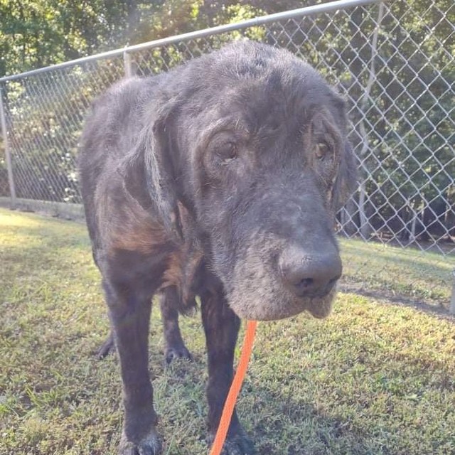 What Can You Do With $5?

You could buy a Pumpkin Spiced Latte or you could join our $5 Friday to help save lives, like Bo!

�This week's $5 Friday is dedicated to Bo. This poor guy was found dumped on a backroad in Kentucky in rough shape. He just arrived at Greenmore this week with a long list of medical issues including Heartworm, Ehrlichia, Lyme, Anaplasmosis, tons of Intestinal Parasites, and a serious skin infection.
 
We have already started to provide him with the medical care he desperately needs including treatment for Heartworm, which can be expensive. He will be nursed back to health by the love and care from our volunteers and staff. The estimated cost of his vet bills for treatment will be $1,800+.

Despite everything he has gone through, Bo is so sweet and gentle. We can't wait to watch his transformation as he heals and eventually finds his forever family.

Please consider giving up your expensive coffee or lunch out this Friday to give $5 (or more) to Greenmore to help Bo. We wouldn’t be able to continue our life-saving work for dogs like Bo without you!

�Donations can be made by visiting our website greenmorerescue.org, clicking the button below or by mailing cash/check to 246 Clonmell Upland Rd, West Grove, PA 19390.