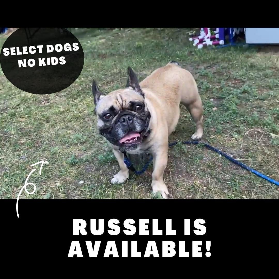 NOW AVAILABLE FOR ADOPTION 

🚨🚨 It’s Russell! 🚨🚨🐾
 
Perfect Fit Requirements ✔️
Dogs: Selective
Kids: No 
Cats: Unknown

Russell is Available! He is a Handsome fellow who is a very quick learner and loves treat puzzles. He is a big time guarder and because of this will need a home willing to continue to work on training with him. When guarding he may try and nip so no kids please. Other dogs will be a case by case consideration, but the preference will be to a no dog home because of his guarding tendencies. 

If Russel  is the piece of your heart and home that has been missing- please head online to https://www.albertabulldogrescue.com/adopt-a-bully/ and fill out an application for him! We appreciate and thank all applicants but will only contact those that we believe may be a proper fit.

**adoption fees are subject to change if additional medical or training visits are needed while still in care

*** ABR dogs are fostered all over Alberta and travel may be required to pick up the dog***