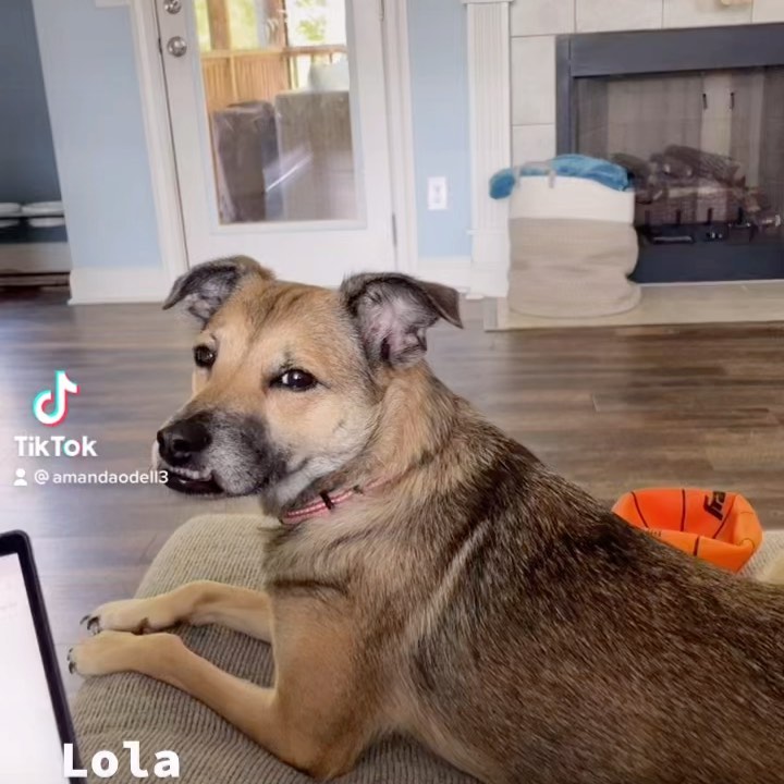 Sound on 📣
Adoptable , Sweet little underbite Lola who is looking for her furever family. 
She is a fan favorite! 

Watch this video and tell me you aren’t ready for her to be apart of your crew? 

<a target='_blank' href='https://www.instagram.com/explore/tags/adoptdontshop/'>#adoptdontshop</a> <a target='_blank' href='https://www.instagram.com/explore/tags/adoptme/'>#adoptme</a> <a target='_blank' href='https://www.instagram.com/explore/tags/raleighadoptablepets/'>#raleighadoptablepets</a> <a target='_blank' href='https://www.instagram.com/explore/tags/causeforpaws/'>#causeforpaws</a> <a target='_blank' href='https://www.instagram.com/explore/tags/causeforpawsnc/'>#causeforpawsnc</a> 

@adoptmeclt @adoptraleigh