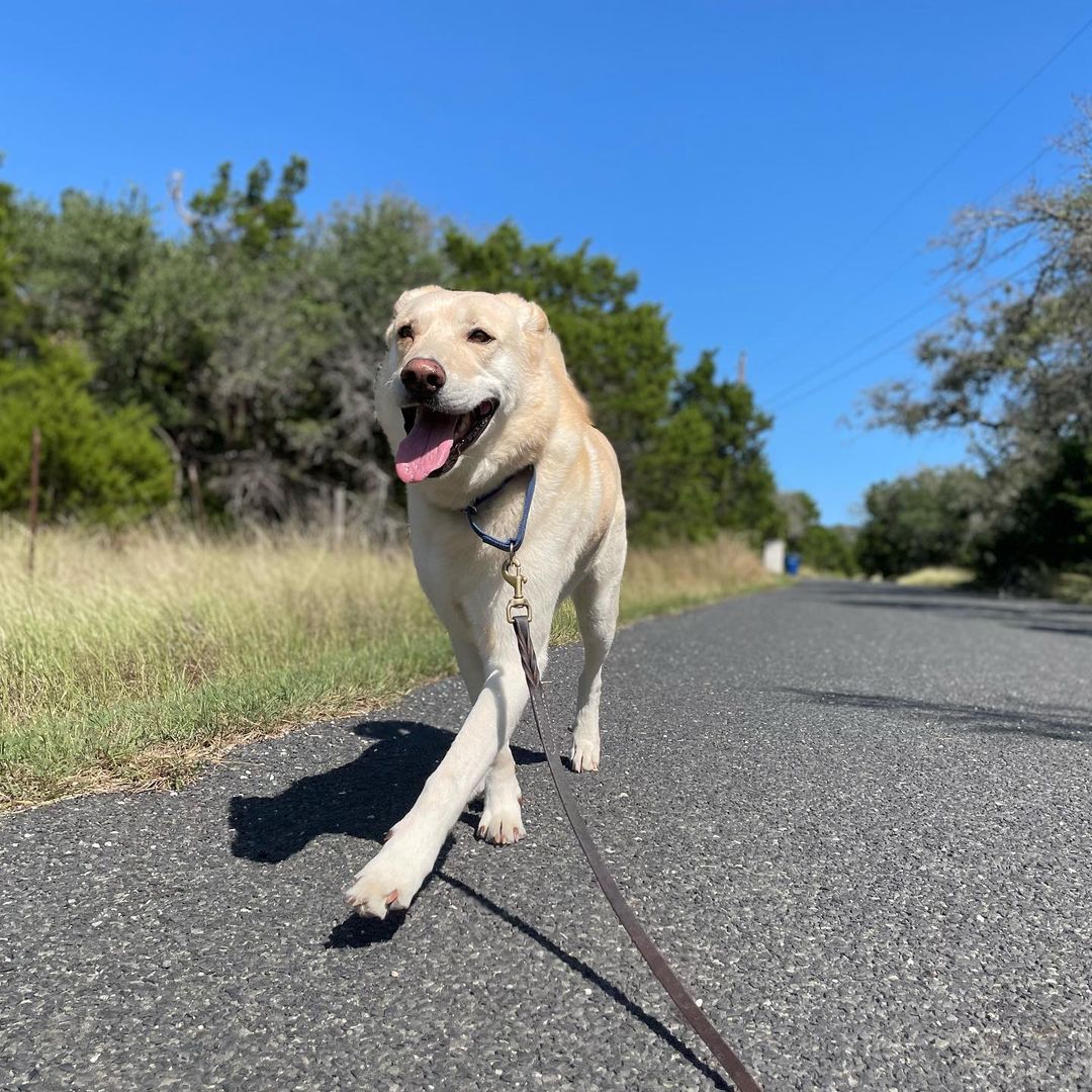 Adopt Loki. He’s 4-5 years old, 70 pounds, neutered, healthy, and in need of a best human friend who doesn’t have many other dogs to take care of. Loki thrives on routine and stability. Can you give him the love and security he craves?
<a target='_blank' href='https://www.instagram.com/explore/tags/adoptdontshop/'>#adoptdontshop</a> <a target='_blank' href='https://www.instagram.com/explore/tags/fosteringsaveslives/'>#fosteringsaveslives</a> <a target='_blank' href='https://www.instagram.com/explore/tags/boringisgood/'>#boringisgood</a> <a target='_blank' href='https://www.instagram.com/explore/tags/stability/'>#stability</a> <a target='_blank' href='https://www.instagram.com/explore/tags/routine/'>#routine</a> <a target='_blank' href='https://www.instagram.com/explore/tags/love/'>#love</a> <a target='_blank' href='https://www.instagram.com/explore/tags/austintexas/'>#austintexas</a>