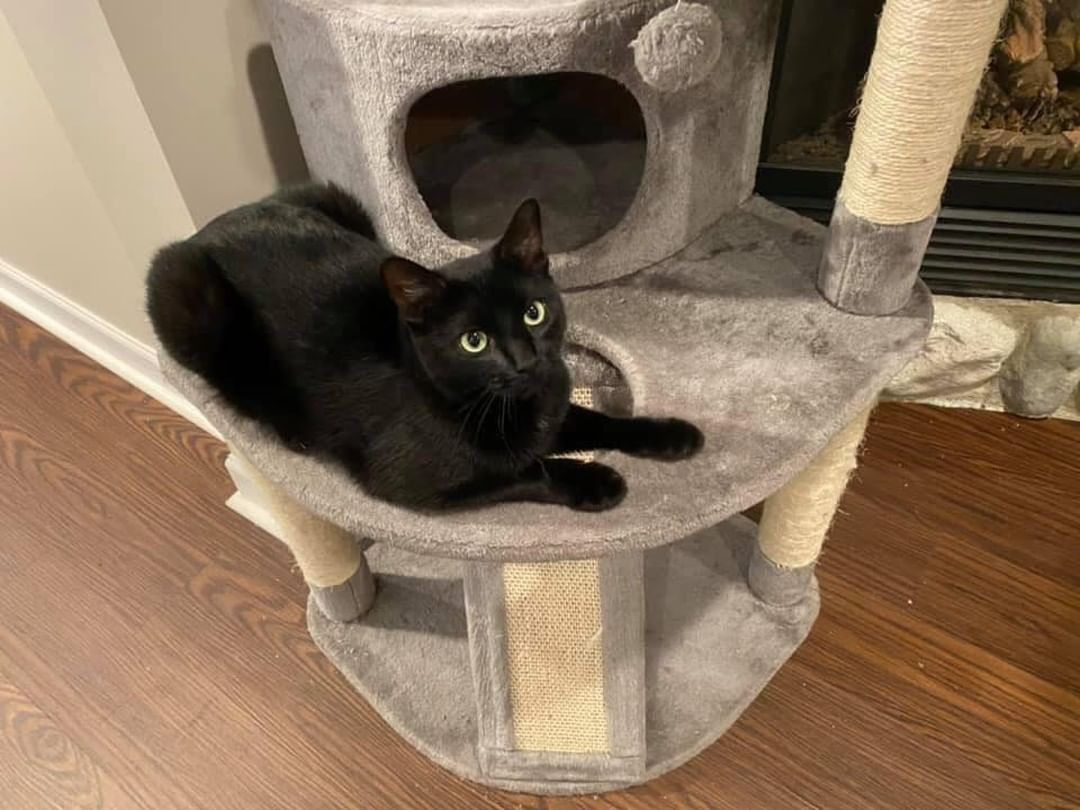🐾🍁🐾 MEET SQUEAK! 🐾🍁🐾

🖤 Squeak is an one year old, gorgeous, lanky house panther. He’s huge! Not heavy but really tall and lanky!
🖤 He has the greenest eyes and the shiniest fur. 
🖤 He is affectionate and a pleasure to have around. 
🐾 Tolerates other cats fine, but isn’t overly interactive with them. Would likely be ok with respectful dogs!

✔️ Neutered, up to date on vaccinations, tested and microchipped!

If you are interested in adopting this pet, please head to www.pettalesrescue.com and fill out an application ✍🏼