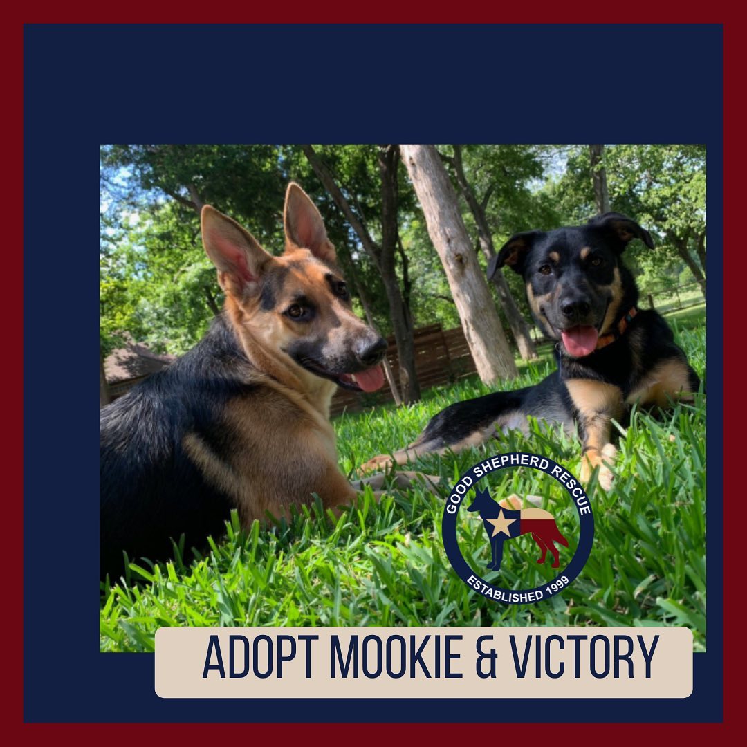 Adopt bonded pair Mookie and Victory! Use links in bio to find out more! <a target='_blank' href='https://www.instagram.com/explore/tags/furever/'>#furever</a> <a target='_blank' href='https://www.instagram.com/explore/tags/fureverhome/'>#fureverhome</a> <a target='_blank' href='https://www.instagram.com/explore/tags/goodshepherdrescueoftexas/'>#goodshepherdrescueoftexas</a> <a target='_blank' href='https://www.instagram.com/explore/tags/goodshepherd/'>#goodshepherd</a> <a target='_blank' href='https://www.instagram.com/explore/tags/goodshepherdrescue/'>#goodshepherdrescue</a> <a target='_blank' href='https://www.instagram.com/explore/tags/goodshepherdrescueandsanctuaryoftexas/'>#goodshepherdrescueandsanctuaryoftexas</a> <a target='_blank' href='https://www.instagram.com/explore/tags/germanshepherd/'>#germanshepherd</a> <a target='_blank' href='https://www.instagram.com/explore/tags/germanshepherds/'>#germanshepherds</a> <a target='_blank' href='https://www.instagram.com/explore/tags/germanshepherdsofinstagram/'>#germanshepherdsofinstagram</a> <a target='_blank' href='https://www.instagram.com/explore/tags/love/'>#love</a> <a target='_blank' href='https://www.instagram.com/explore/tags/adoptdontshop/'>#adoptdontshop</a> <a target='_blank' href='https://www.instagram.com/explore/tags/adopt/'>#adopt</a> <a target='_blank' href='https://www.instagram.com/explore/tags/adopted/'>#adopted</a>