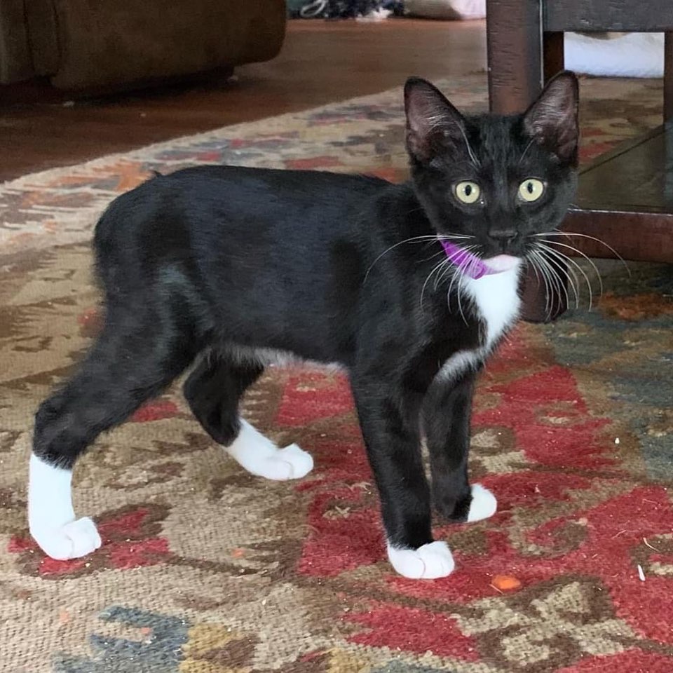 Meet handsome Buddy Holly. 
He is a friendly 6 month old tuxedo. 
 
Buddy was having some problems urinating.  He kept going to the box, and nothing was happening. Something clearly was not right, so he went to the vet today. ￼

Turned out this poor baby has a urethral obstruction, his urethra is very short,  maybe a birth defect. Right now he is obstructed, has bleeding and it is infected. He needs a catheter placed overnight, IV fluid, lab, sedation and multiple medications. He will also need a special diet, so this hopefully doesn't happen again. 

It is going to  run over $1100. 

The vet said she was surprised he was not crying more, his urethra is so swollen and blocked.  Only a little urine would come out at a time. When she palpated his bladder bloody urine came out. That was  before he had a catheter put in. 

The vet said with all of this done for him, along with a special diet,  he can possibly avoid surgery.

We are hoping to have a fundraiser for this little guy, so he can be more comfortable and play like the sweet kitten we know again! 

Thank you so much, as always, for your care and concern for our needy cats and dogs, puppies and kittens. 🐾🐾

￼(link in bio)donations for Buddy Holly’s care. <a target='_blank' href='https://www.instagram.com/explore/tags/donate/'>#donate</a> <a target='_blank' href='https://www.instagram.com/explore/tags/adoptme/'>#adoptme</a> <a target='_blank' href='https://www.instagram.com/explore/tags/rescuecat/'>#rescuecat</a> <a target='_blank' href='https://www.instagram.com/explore/tags/rescue/'>#rescue</a> <a target='_blank' href='https://www.instagram.com/explore/tags/volunteer/'>#volunteer</a> <a target='_blank' href='https://www.instagram.com/explore/tags/veterinarian/'>#veterinarian</a> <a target='_blank' href='https://www.instagram.com/explore/tags/rehabilitation/'>#rehabilitation</a> <a target='_blank' href='https://www.instagram.com/explore/tags/fundraiserevent/'>#fundraiserevent</a> <a target='_blank' href='https://www.instagram.com/explore/tags/texas/'>#texas</a> <a target='_blank' href='https://www.instagram.com/explore/tags/sanantoniotx/'>#sanantoniotx</a>🇺🇸 <a target='_blank' href='https://www.instagram.com/explore/tags/newbraunfels/'>#newbraunfels</a> <a target='_blank' href='https://www.instagram.com/explore/tags/tuxedocat/'>#tuxedocat</a>