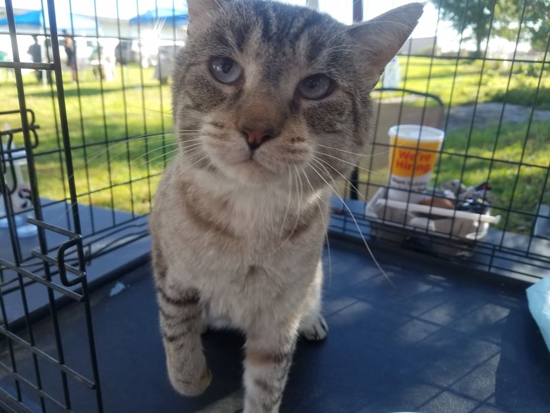 Can't forget our kitties! The fabulous 4 (our neurological kittens), Ash & MC the FIV+ boys, and Lincoln & LB weren't as excited about the event as the dogs were, but overall soaked in all of the love and attention they received. They are all still looking for their forever homes ❤