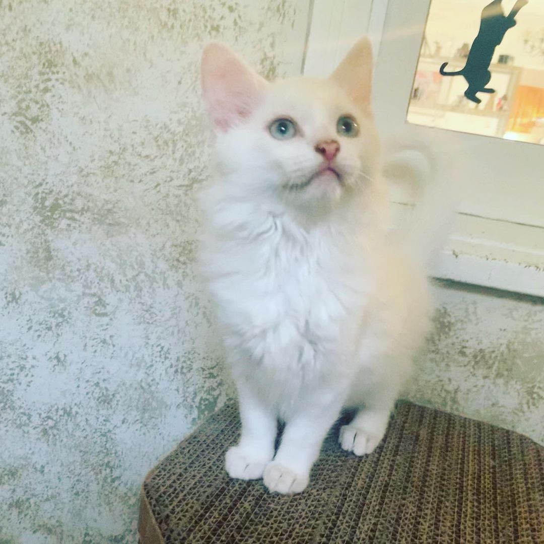 😻🐾🐱Meet momma Snowflake and her two handsome boys Moon and Spirit. These beautiful Turkish Angora kitties are all now fully vetted and ready to be adopted now. We know that they will go very quickly. If you are interested in adopting one or more of them please request an adoption application at loveandpurrssanctuary@gmail.com <a target='_blank' href='https://www.instagram.com/explore/tags/adoptdontshop/'>#adoptdontshop</a> <a target='_blank' href='https://www.instagram.com/explore/tags/adoptables/'>#adoptables</a> <a target='_blank' href='https://www.instagram.com/explore/tags/turkishangora/'>#turkishangora</a> <a target='_blank' href='https://www.instagram.com/explore/tags/loveandpurrssanctuary/'>#loveandpurrssanctuary</a> <a target='_blank' href='https://www.instagram.com/explore/tags/spayandneuter/'>#spayandneuter</a> <a target='_blank' href='https://www.instagram.com/explore/tags/rescuecat/'>#rescuecat</a>