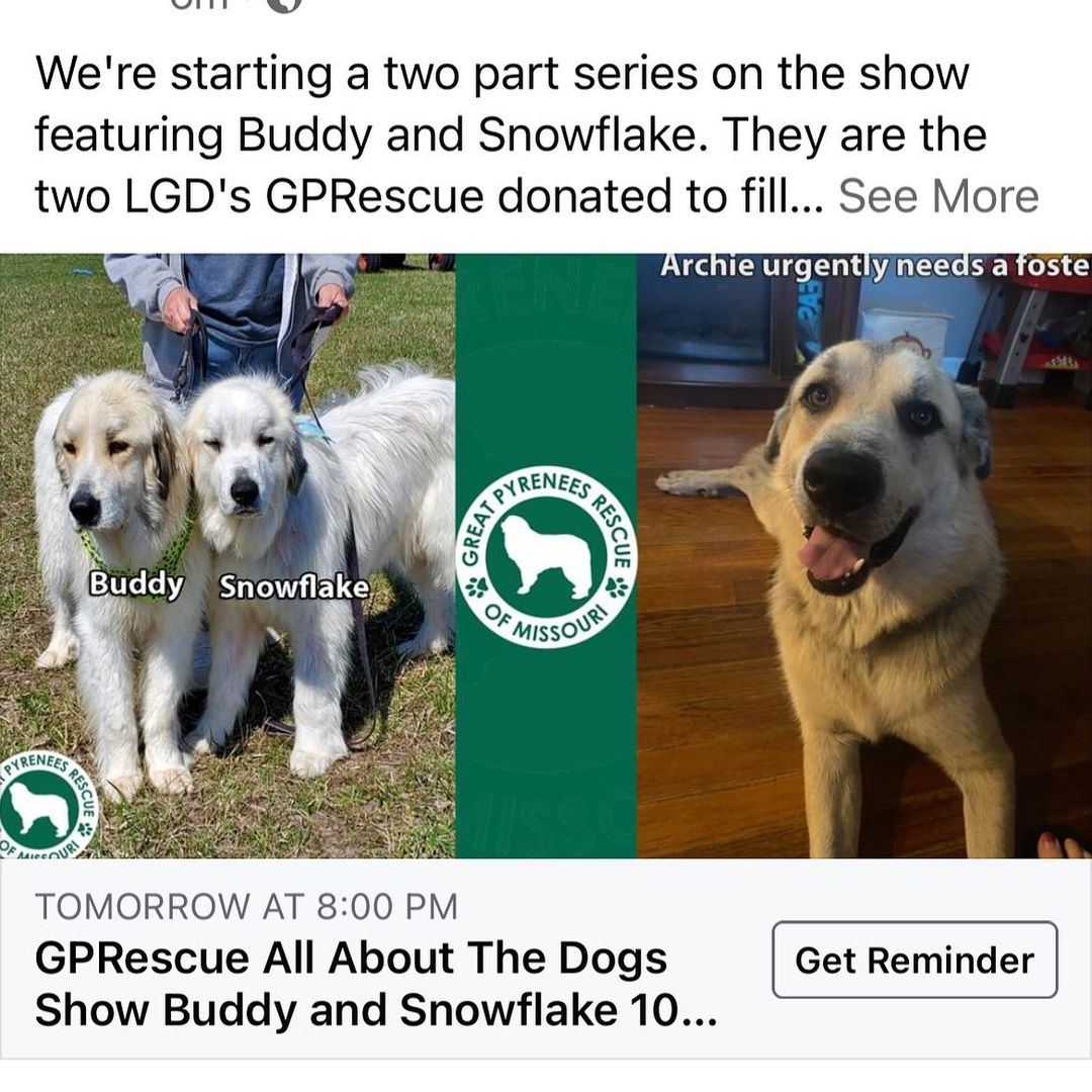 Head over to Facebook Saturday night at 8pm CST for our live show. We're starting a two part series on the show featuring Buddy and Snowflake. They are the two LGD's GPRescue donated to fill Odin the Hero Dog's Shoes. You will get to meet some of the amazing people that made it possible. Regan will be here to give you the latest news. We're excited, we hope to see you there. Don't let the hoodie fundraiser end before you get your hoodie. https://www.facebook.com/GPRofMo/

 YouTube: https://www.youtube.com/watch?v=IM-eyU_zyJQ
GPRM Website:  https://www.gprescue.com/ 
GPRM Group:  https://www.facebook.com/groups/GPRescue
Great Pyrenees Advice and Support Rebooted:  https://www.facebook.com/groups/pyrsrule 
To Donate: https://www.gprescue.com/donate
To Adopt: https://www.gprescue.com/current-adoptables
To Foster: https://www.gprescue.com/foster
Volunteer: https://www.gprescue.com/volunteer
PYRescue: https://www.pyrescue.org/
Roman’s Website: https://www.holisticdogtraining.org/
Natalie’s Website: https://www.livestockguardians.net/
🐾
<a target='_blank' href='https://www.instagram.com/explore/tags/greatPyrenees/'>#greatPyrenees</a> <a target='_blank' href='https://www.instagram.com/explore/tags/greatpyreneesofthehour/'>#greatpyreneesofthehour</a> <a target='_blank' href='https://www.instagram.com/explore/tags/greatpyreneesoftheday/'>#greatpyreneesoftheday</a> <a target='_blank' href='https://www.instagram.com/explore/tags/greatpyreneesfeature/'>#greatpyreneesfeature</a> <a target='_blank' href='https://www.instagram.com/explore/tags/greatpyrfeature/'>#greatpyrfeature</a> <a target='_blank' href='https://www.instagram.com/explore/tags/dogstagram/'>#dogstagram</a> <a target='_blank' href='https://www.instagram.com/explore/tags/dogoftheday/'>#dogoftheday</a> <a target='_blank' href='https://www.instagram.com/explore/tags/dogsofinsta/'>#dogsofinsta</a> <a target='_blank' href='https://www.instagram.com/explore/tags/petsofinstagram/'>#petsofinstagram</a> <a target='_blank' href='https://www.instagram.com/explore/tags/petstagram/'>#petstagram</a> <a target='_blank' href='https://www.instagram.com/explore/tags/polarbeardog/'>#polarbeardog</a> <a target='_blank' href='https://www.instagram.com/explore/tags/giantdogsofinstagram/'>#giantdogsofinstagram</a> <a target='_blank' href='https://www.instagram.com/explore/tags/giantbreedlovers/'>#giantbreedlovers</a> <a target='_blank' href='https://www.instagram.com/explore/tags/adoptdontshop/'>#adoptdontshop</a> <a target='_blank' href='https://www.instagram.com/explore/tags/dogsofkansascity/'>#dogsofkansascity</a> <a target='_blank' href='https://www.instagram.com/explore/tags/dogsofkc/'>#dogsofkc</a> <a target='_blank' href='https://www.instagram.com/explore/tags/dogsofmo/'>#dogsofmo</a> <a target='_blank' href='https://www.instagram.com/explore/tags/adopt/'>#adopt</a> <a target='_blank' href='https://www.instagram.com/explore/tags/foster/'>#foster</a> <a target='_blank' href='https://www.instagram.com/explore/tags/greatpyreneesrescueofmissouri/'>#greatpyreneesrescueofmissouri</a> <a target='_blank' href='https://www.instagram.com/explore/tags/greatpyreneesrescueofmo/'>#greatpyreneesrescueofmo</a>