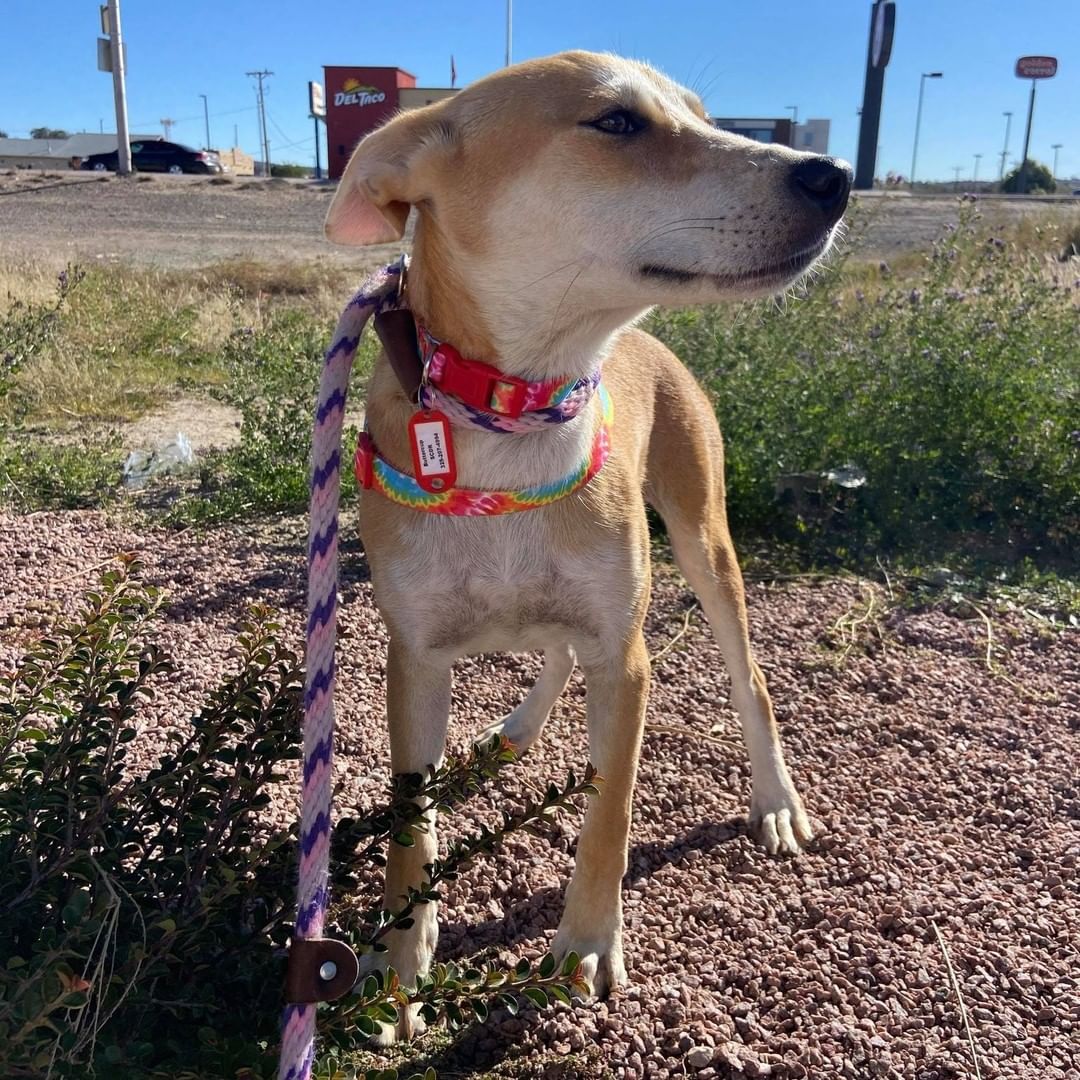 Just a few pics of the pups on their break this morning! Exploring the new scenery of New Mexico!  The fosters and adopters love all the updates we get along the way! Happy Trails Four Paws In Motion!