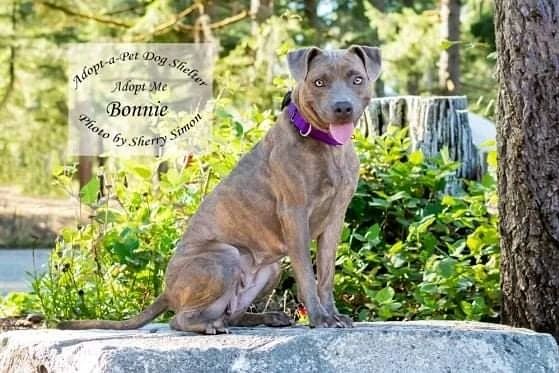 Be sure and read all about our Dog of the Week!

Meet BONNIE! She is a 40#, 3-year-old, Staffordshire mix, and just in time for Halloween Bonnie has a beautiful orange and blue coat!  This ball of fun hails all the way from the Lone Star State of Texas!

Bonnie is a zany character who smiles and dances! She has a great disposition and loves to zoomie. Bonnie loves long walks, other dogs, and enjoys playing with her toys. She is a super smart and active dog who would do best with an active family. Bonnie needs a cat-free home and kids should be 10+, kind, and dog savvy. If you are searching for an active, fun-loving, canine companion look no further! Bonnie is your girl! 

If you have further questions, emails are the only method of communication at this time. We all care about the health of our 2-legged caregivers and the community at large, so as a precaution we are temporarily suspending our public open hours. We are still taking email inquiries and applications and will be in touch with you as soon as we are able. We appreciate everyone’s understanding during this difficult time! Stay Well! 

KENNEL CONTACT INFORMATION:
Email: adoptapetadoptions@gmail.com
Telephone: (360) 432-3091 Option <a target='_blank' href='https://www.instagram.com/explore/tags/5/'>#5</a>