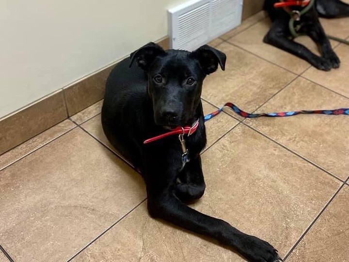 🌸🎠🌸 MEET LUCY! 🌸🎠🌸

🌸 Lucy is a lab mix who was born around March 2021, and she will likely be a medium size dog. 
🌸 Lucy is a very sweet dog and happy dog with a great smile. She was a little shy when she first came up from Alabama, but as soon as she warmed up to her foster family she has shown nothing but love! 
🌸 When she arrived she had skin issues that have since been cleared up and were seeing her gorgeous black, silky coat come out now!
🌸 Lucy does well with other dogs and loves to play with all the other dogs in her home. She is very responsive and is easily redirectable.  Lucy does well with cats with a proper introduction. She hasn’t been around children but we have no reason to believe she wouldn’t enjoy them and do well!

If you are interested in adopting this pet, please head to www.pettalesrescue.com and fill out an application ✍🏼