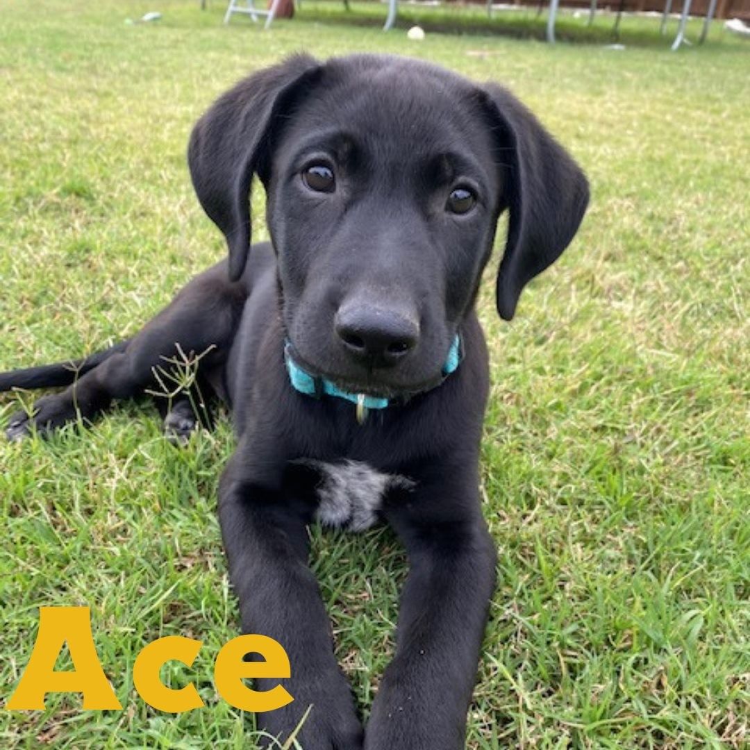 Buckle up y'all. We are bringing the cuteness for our adoption event tomorrow!! Thursday October 14th at Ozark Natural Foods from 4-6. Come by and pet some puppers! @ozarknaturalfoods @adventuresubaru