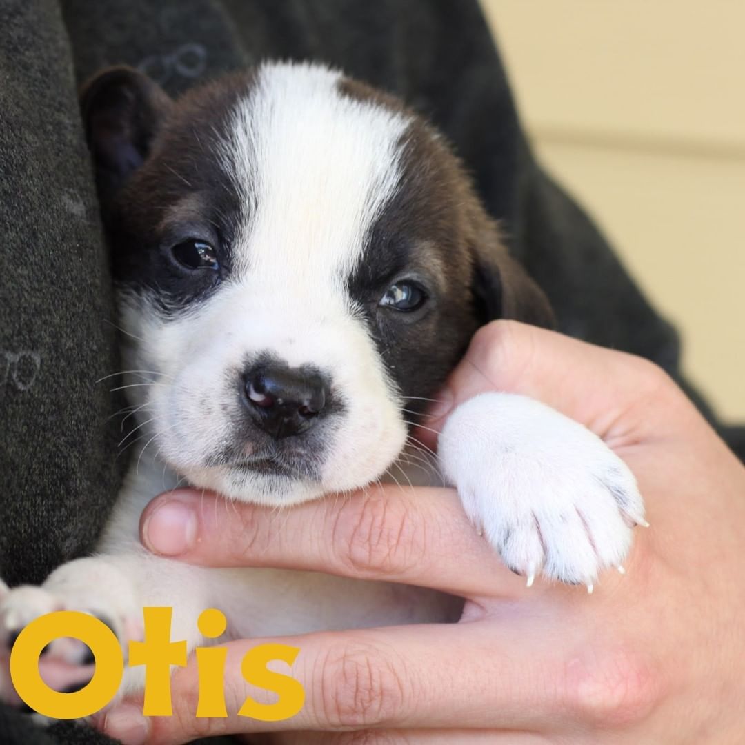 Buckle up y'all. We are bringing the cuteness for our adoption event tomorrow!! Thursday October 14th at Ozark Natural Foods from 4-6. Come by and pet some puppers! @ozarknaturalfoods @adventuresubaru