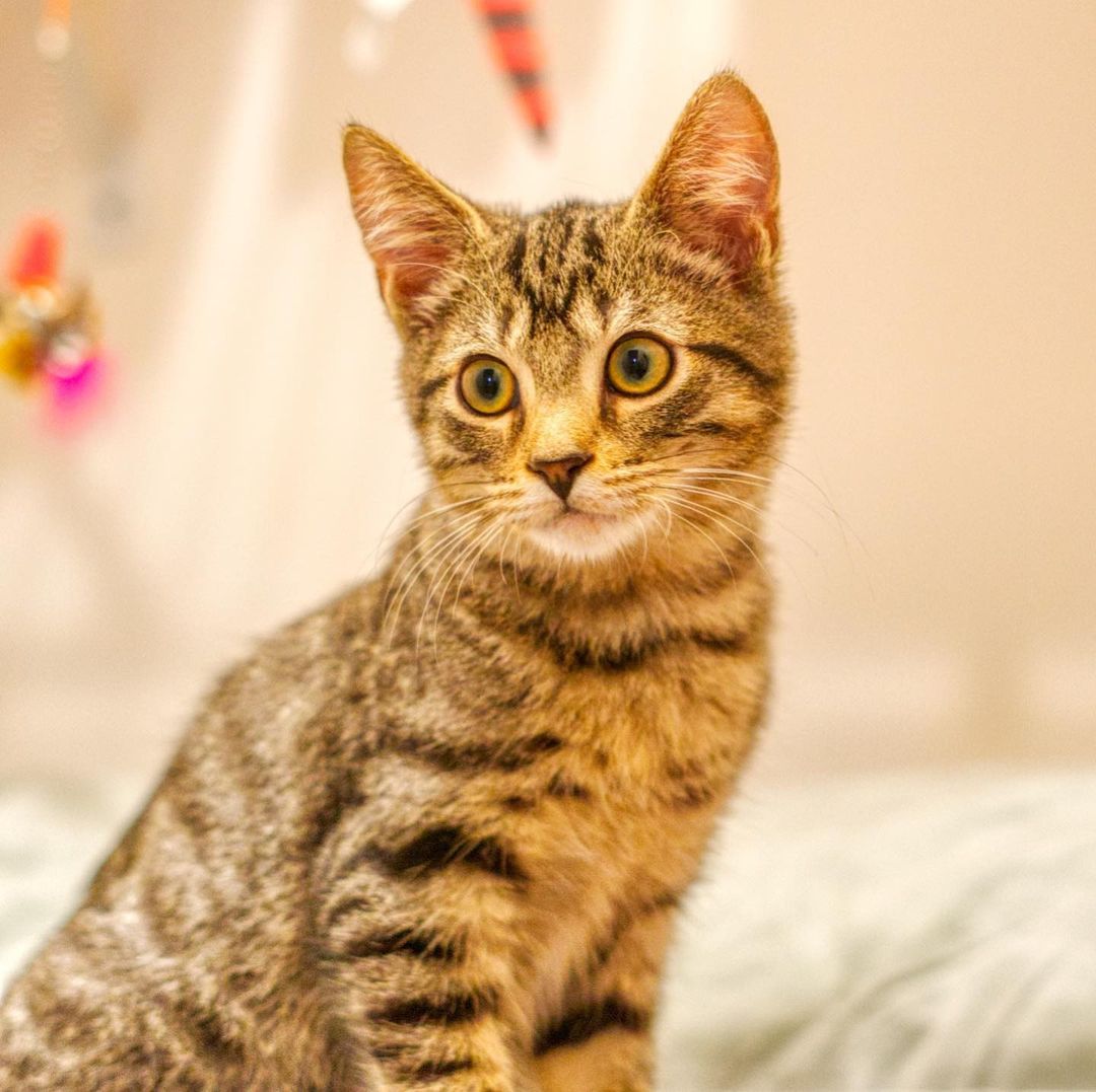 Toaster Strudel is a sweet 17 weeks old tabby kitten. Sometimes will meow at you if you look at him. Enjoys being petted on and be given affection. Playful with other kittens and toys. Curious of calm dogs and will walk up to sniff them.

To adopt, please fill out an adoption application at https://www.threepawsrescue.org/adoption-application/

For information about adoption fee, please visit https://www.threepawsrescue.org/adoption-fees/

To learn about the adoption process, please visit https://www.threepawsrescue.org/adoption-process/

<a target='_blank' href='https://www.instagram.com/explore/tags/adoptdontshop/'>#adoptdontshop</a> <a target='_blank' href='https://www.instagram.com/explore/tags/adopt/'>#adopt</a> <a target='_blank' href='https://www.instagram.com/explore/tags/adoptme/'>#adoptme</a> <a target='_blank' href='https://www.instagram.com/explore/tags/fosteringsaveslives/'>#fosteringsaveslives</a> <a target='_blank' href='https://www.instagram.com/explore/tags/cats/'>#cats</a> <a target='_blank' href='https://www.instagram.com/explore/tags/catsofinstagram/'>#catsofinstagram</a> <a target='_blank' href='https://www.instagram.com/explore/tags/catscatscats/'>#catscatscats</a> <a target='_blank' href='https://www.instagram.com/explore/tags/adoptacat/'>#adoptacat</a> <a target='_blank' href='https://www.instagram.com/explore/tags/catstagram/'>#catstagram</a> <a target='_blank' href='https://www.instagram.com/explore/tags/adoptable/'>#adoptable</a> <a target='_blank' href='https://www.instagram.com/explore/tags/atlanta/'>#atlanta</a> <a target='_blank' href='https://www.instagram.com/explore/tags/atl/'>#atl</a> <a target='_blank' href='https://www.instagram.com/explore/tags/atlcat/'>#atlcat</a> <a target='_blank' href='https://www.instagram.com/explore/tags/rescuecat/'>#rescuecat</a> <a target='_blank' href='https://www.instagram.com/explore/tags/rescuedismyfavoritebreed/'>#rescuedismyfavoritebreed</a> <a target='_blank' href='https://www.instagram.com/explore/tags/rescuecatsofinstagram/'>#rescuecatsofinstagram</a> <a target='_blank' href='https://www.instagram.com/explore/tags/catsofig/'>#catsofig</a> <a target='_blank' href='https://www.instagram.com/explore/tags/catsofinsta/'>#catsofinsta</a> <a target='_blank' href='https://www.instagram.com/explore/tags/atlantacat/'>#atlantacat</a> <a target='_blank' href='https://www.instagram.com/explore/tags/catsofatlanta/'>#catsofatlanta</a> <a target='_blank' href='https://www.instagram.com/explore/tags/catsofatl/'>#catsofatl</a> <a target='_blank' href='https://www.instagram.com/explore/tags/atlantarescuecats/'>#atlantarescuecats</a> <a target='_blank' href='https://www.instagram.com/explore/tags/rescuecatsofatlanta/'>#rescuecatsofatlanta</a> <a target='_blank' href='https://www.instagram.com/explore/tags/kitty/'>#kitty</a> <a target='_blank' href='https://www.instagram.com/explore/tags/threepawsrescue/'>#threepawsrescue</a>