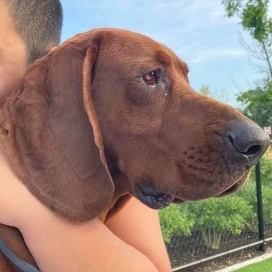 Loki is a 3 yr, 84 lb old male redbone coonhound who is looking for a new home.  Loki is friendly and likes attention from people; he's good with other dogs, and has lived with children.  He's had obedience training and knows 'sit', 'down', and 'paw'. He is housebroken.  Loki has been rehomed a couple of times through no fault of his own. His last home was in an apartment where his loud bark was disturbing to neighbors.  Loki is a good dog and he'll make a great companion.  If interested, please email necoonhoundrescue@gmail.com