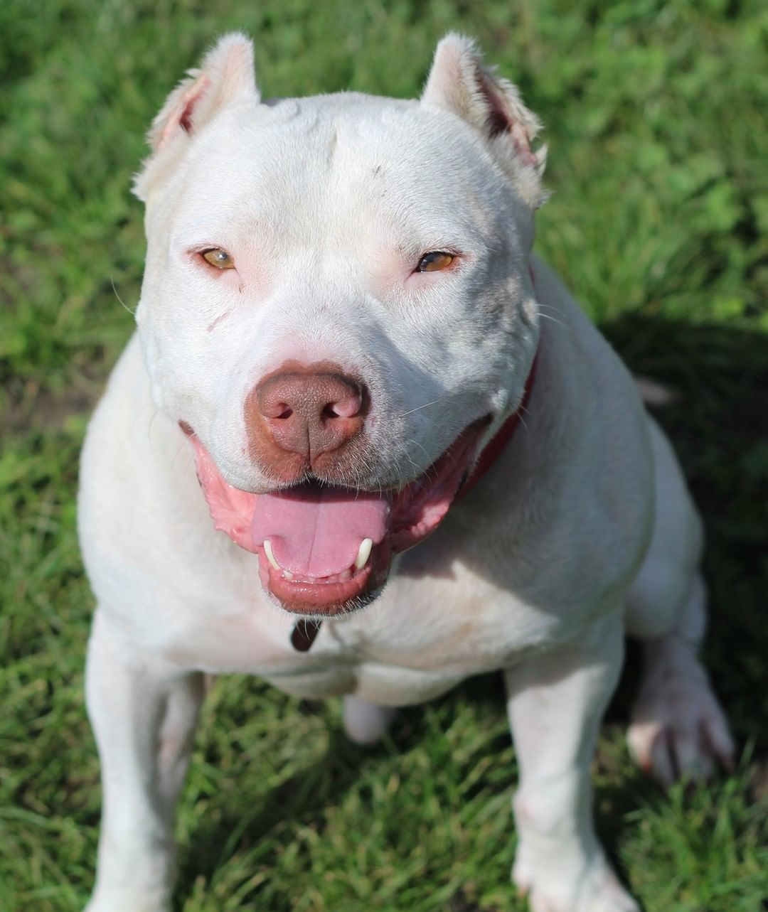 Meet this awesome group of four at SoHumane! 

General knows basic commands, walks nicely on the leash and is super eager to please. He plays well with respectful, gentle dogs. Offer General lots of belly rubs and a spot on the couch, and he’s all yours.

Handsome Kai enjoys going on walks, riding in the car, laying in the sun and playing with his doggy friends. His happy snorting noises will make you laugh. A smart fellow, Kai would love a home with a fully fenced in back yard for playtime.

Charming Lloyd is outgoing and friendly with everyone he meets. He has fun running, playing and going for walks. A transplant from Texas, Lloyd is ready for his forever home and family.

Pixi is an active playful girl who loves everyone she meets. She is happy receiving treats, giving kisses, playing fetch and cuddling. With continued training Pixi will be an awesome doggy companion.
Go to https://www.sohumane.org/dogs to learn more. Visit the Adoption Center, 2910 Table Rock Road, Medford, Oregon to meet General, Kai, Lloyd and Pixi.  Share this post with your friends and help match our awesome canines with new homes and families. <a target='_blank' href='https://www.instagram.com/explore/tags/sohumane/'>#sohumane</a> <a target='_blank' href='https://www.instagram.com/explore/tags/adoptsohumane/'>#adoptsohumane</a> <a target='_blank' href='https://www.instagram.com/explore/tags/adopt/'>#adopt</a> <a target='_blank' href='https://www.instagram.com/explore/tags/rescued/'>#rescued</a> <a target='_blank' href='https://www.instagram.com/explore/tags/savingtrain/'>#savingtrain</a> <a target='_blank' href='https://www.instagram.com/explore/tags/woof/'>#woof</a> <a target='_blank' href='https://www.instagram.com/explore/tags/doglover/'>#doglover</a> <a target='_blank' href='https://www.instagram.com/explore/tags/roguevalley/'>#roguevalley</a> <a target='_blank' href='https://www.instagram.com/explore/tags/southernoregon/'>#southernoregon</a>