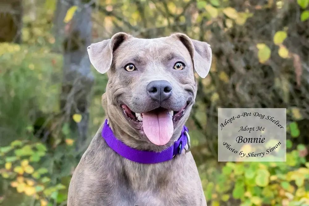 Be sure and read all about our Dog of the Week!

Meet BONNIE! She is a 40#, 3-year-old, Staffordshire mix, and just in time for Halloween Bonnie has a beautiful orange and blue coat!  This ball of fun hails all the way from the Lone Star State of Texas!

Bonnie is a zany character who smiles and dances! She has a great disposition and loves to zoomie. Bonnie loves long walks, other dogs, and enjoys playing with her toys. She is a super smart and active dog who would do best with an active family. Bonnie needs a cat-free home and kids should be 10+, kind, and dog savvy. If you are searching for an active, fun-loving, canine companion look no further! Bonnie is your girl! 

If you have further questions, emails are the only method of communication at this time. We all care about the health of our 2-legged caregivers and the community at large, so as a precaution we are temporarily suspending our public open hours. We are still taking email inquiries and applications and will be in touch with you as soon as we are able. We appreciate everyone’s understanding during this difficult time! Stay Well! 

KENNEL CONTACT INFORMATION:
Email: adoptapetadoptions@gmail.com
Telephone: (360) 432-3091 Option <a target='_blank' href='https://www.instagram.com/explore/tags/5/'>#5</a>