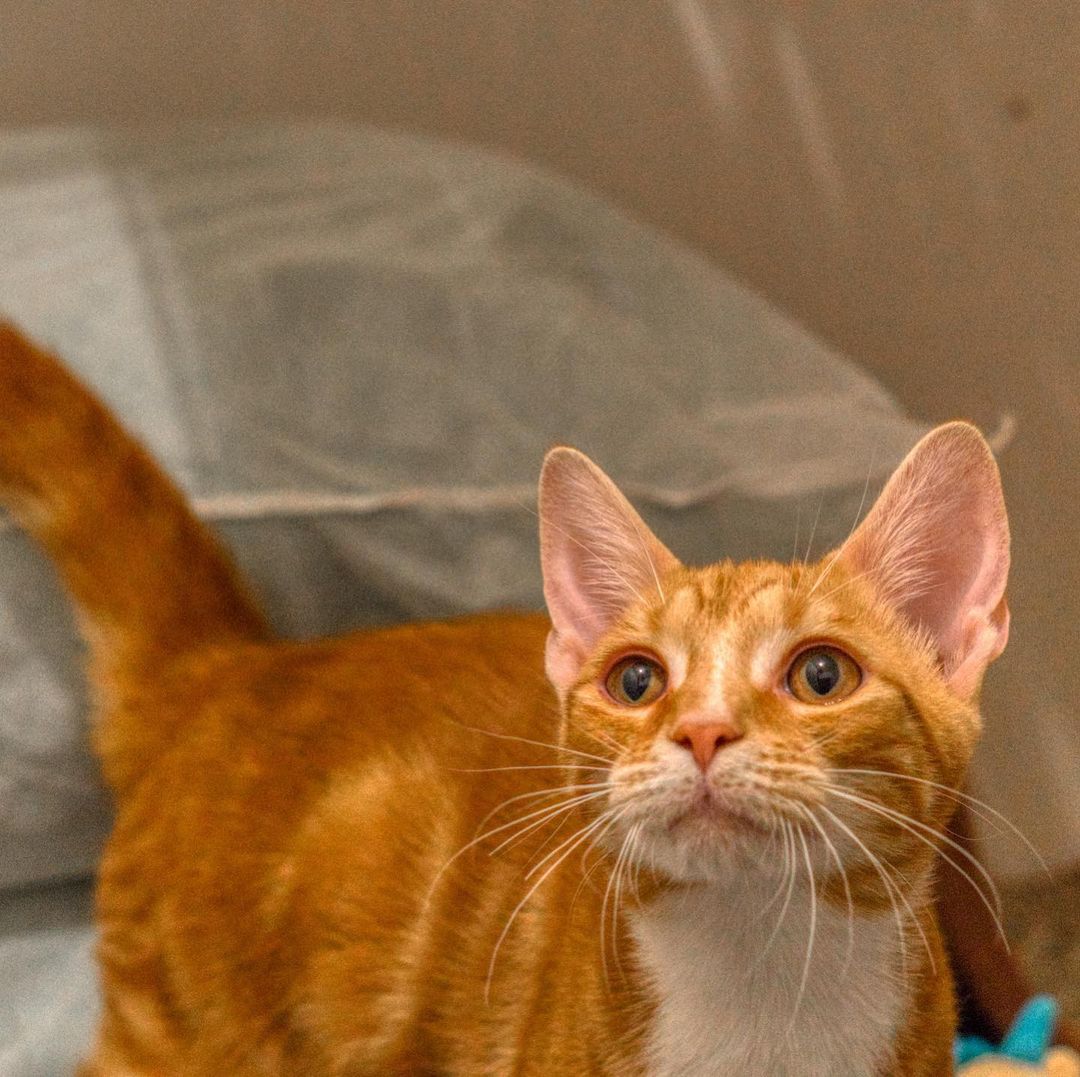 Cliff is around 6.5 months and he is a sweet and loving boy. He will walk to you for pets. Playful with cats and toys. Doesn't mind dogs. Has a calm and chill personality.

To adopt, please fill out an adoption application at https://www.threepawsrescue.org/adoption-application/

For information about adoption fee, please visit https://www.threepawsrescue.org/adoption-fees/

To learn about the adoption process, please visit https://www.threepawsrescue.org/adoption-process/

<a target='_blank' href='https://www.instagram.com/explore/tags/adoptdontshop/'>#adoptdontshop</a> <a target='_blank' href='https://www.instagram.com/explore/tags/adopt/'>#adopt</a> <a target='_blank' href='https://www.instagram.com/explore/tags/adoptme/'>#adoptme</a> <a target='_blank' href='https://www.instagram.com/explore/tags/fosteringsaveslives/'>#fosteringsaveslives</a> <a target='_blank' href='https://www.instagram.com/explore/tags/cats/'>#cats</a> <a target='_blank' href='https://www.instagram.com/explore/tags/catsofinstagram/'>#catsofinstagram</a> <a target='_blank' href='https://www.instagram.com/explore/tags/catscatscats/'>#catscatscats</a> <a target='_blank' href='https://www.instagram.com/explore/tags/adoptacat/'>#adoptacat</a> <a target='_blank' href='https://www.instagram.com/explore/tags/catstagram/'>#catstagram</a> <a target='_blank' href='https://www.instagram.com/explore/tags/adoptable/'>#adoptable</a> <a target='_blank' href='https://www.instagram.com/explore/tags/atlanta/'>#atlanta</a> <a target='_blank' href='https://www.instagram.com/explore/tags/atl/'>#atl</a> <a target='_blank' href='https://www.instagram.com/explore/tags/atlcat/'>#atlcat</a> <a target='_blank' href='https://www.instagram.com/explore/tags/rescuecat/'>#rescuecat</a> <a target='_blank' href='https://www.instagram.com/explore/tags/rescuedismyfavoritebreed/'>#rescuedismyfavoritebreed</a> <a target='_blank' href='https://www.instagram.com/explore/tags/rescuecatsofinstagram/'>#rescuecatsofinstagram</a> <a target='_blank' href='https://www.instagram.com/explore/tags/catsofig/'>#catsofig</a> <a target='_blank' href='https://www.instagram.com/explore/tags/catsofinsta/'>#catsofinsta</a> <a target='_blank' href='https://www.instagram.com/explore/tags/atlantacat/'>#atlantacat</a> <a target='_blank' href='https://www.instagram.com/explore/tags/catsofatlanta/'>#catsofatlanta</a> <a target='_blank' href='https://www.instagram.com/explore/tags/catsofatl/'>#catsofatl</a> <a target='_blank' href='https://www.instagram.com/explore/tags/atlantarescuecats/'>#atlantarescuecats</a> <a target='_blank' href='https://www.instagram.com/explore/tags/rescuecatsofatlanta/'>#rescuecatsofatlanta</a> <a target='_blank' href='https://www.instagram.com/explore/tags/kitty/'>#kitty</a> <a target='_blank' href='https://www.instagram.com/explore/tags/threepawsrescue/'>#threepawsrescue</a>