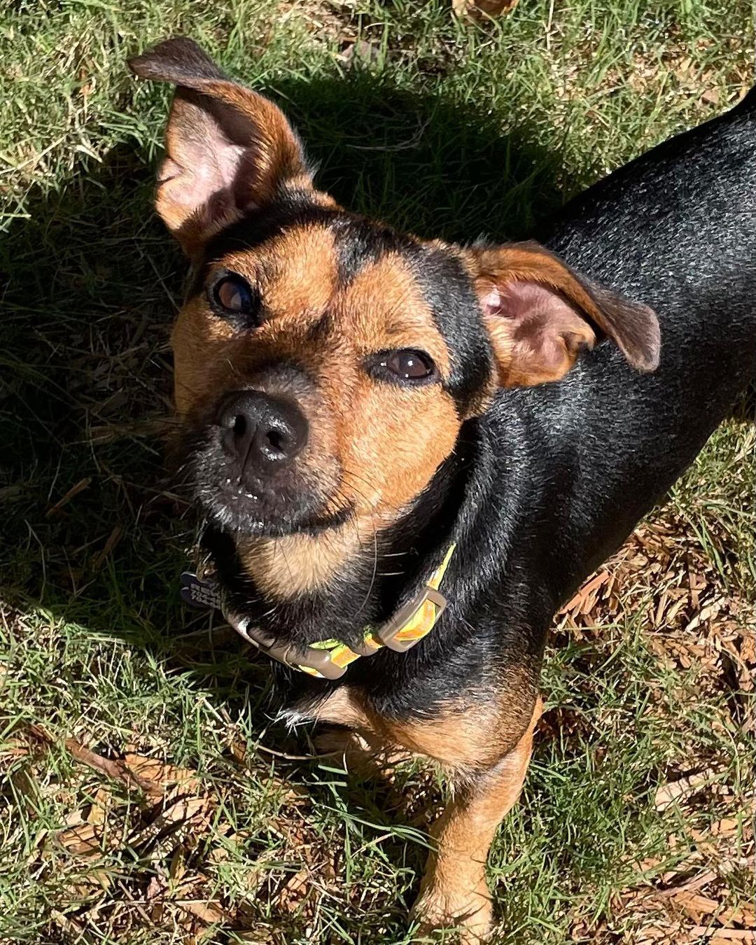 ✨ TOBY ✨

Toby is an energetic 1.5 year old fellow who loves toys. He enjoys playing with other dogs but is also fine to just be with his people! What he doesn’t really care for are public outings (breweries, brunch patios, etc). He’s much happier running around his fenced in yard with friends! Toby is a great roommate and is both crate and house trained! Could Toby be a perfect match for you? Fill out an application today! ✨