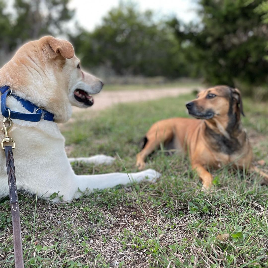 Adopt Loki. He’s 4-5 years old, 70 pounds, neutered, healthy, and in need of a best human friend who doesn’t have many other dogs to take care of. Loki thrives on routine and stability. Can you give him the love and security he craves?
<a target='_blank' href='https://www.instagram.com/explore/tags/adoptdontshop/'>#adoptdontshop</a> <a target='_blank' href='https://www.instagram.com/explore/tags/fosteringsaveslives/'>#fosteringsaveslives</a> <a target='_blank' href='https://www.instagram.com/explore/tags/boringisgood/'>#boringisgood</a> <a target='_blank' href='https://www.instagram.com/explore/tags/stability/'>#stability</a> <a target='_blank' href='https://www.instagram.com/explore/tags/routine/'>#routine</a> <a target='_blank' href='https://www.instagram.com/explore/tags/love/'>#love</a> <a target='_blank' href='https://www.instagram.com/explore/tags/austintexas/'>#austintexas</a>