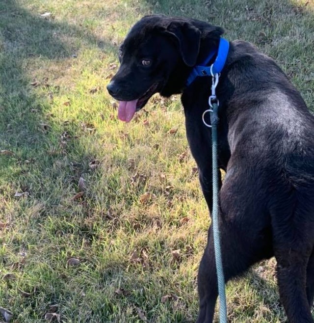 We pulled 2 dogs from a full Missouri shelter today - thanks to our foster families - but this sweet gal came without a name! Her paperwork all cites a kennel # only. 😭😭

We think she deserves the best name ever! Here’s what we know so far: she is a year&a half old lab mix. Sweet as pie. Perky. Super soft. Soooo happy to see us. 

What shall we name her?