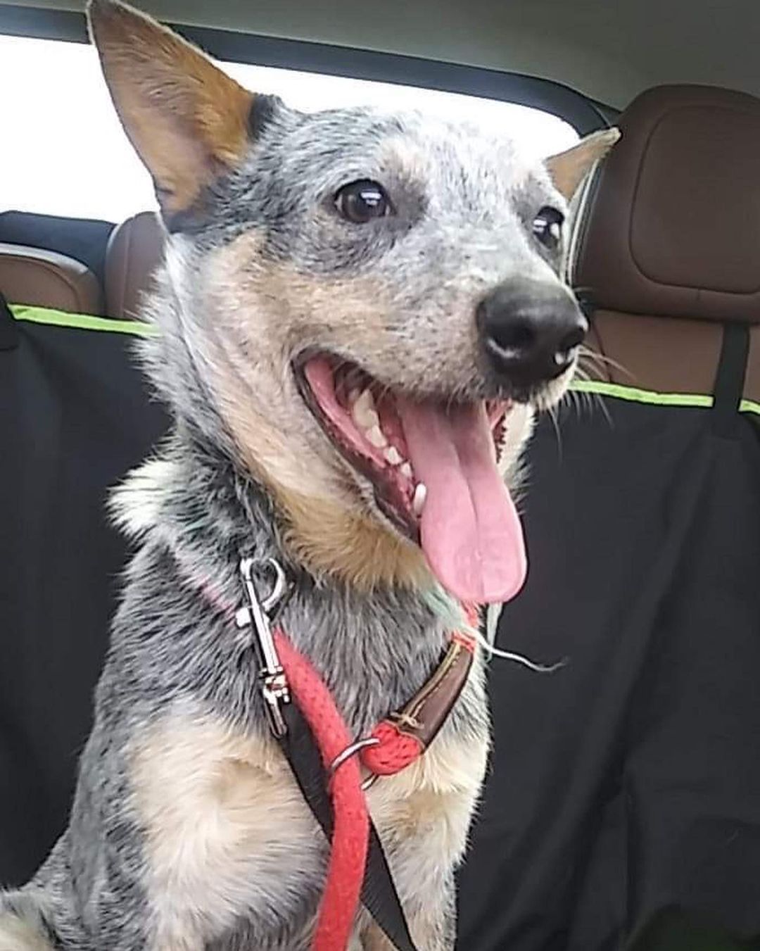 Pittsburgh, PA: meet Pluto! He is a 2 year old blue heeler & he is looking for a new home. His foster has been working on training with him for the past year and he has come really far! He is housebroken and crate trained, good with other dogs, unknown with cats so looking for a cat-free home. Would be best with older kids due to the breed & herding traits. 

Pluto is scheduled to be fixed in November. He is up to date on vaccines and a very healthy, energetic boy looking for a family!

Please let us know if anyone is interested - email PAunderdogmutts@gmail.com