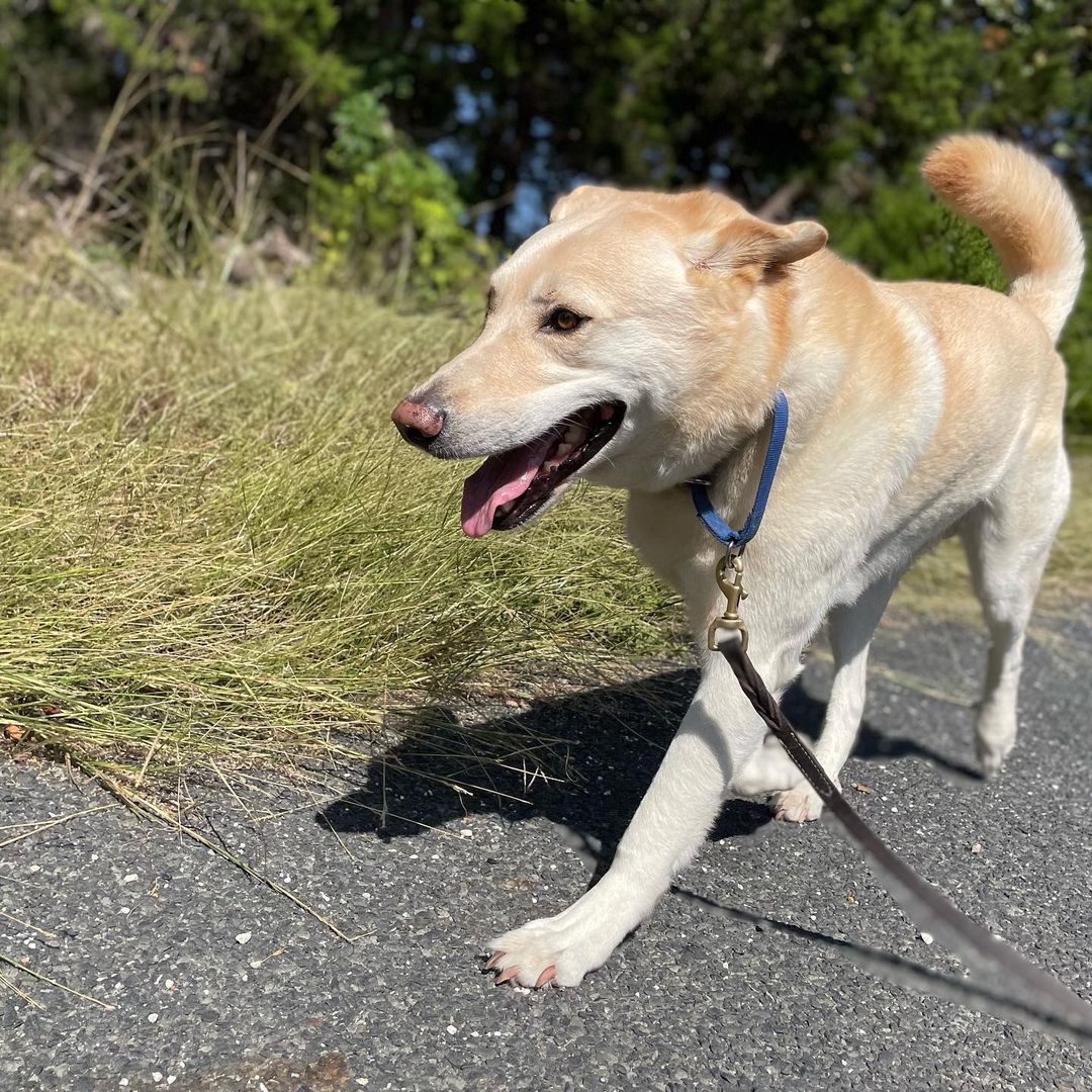 Adopt Loki. He’s 4-5 years old, 70 pounds, neutered, healthy, and in need of a best human friend who doesn’t have many other dogs to take care of. Loki thrives on routine and stability. Can you give him the love and security he craves?
<a target='_blank' href='https://www.instagram.com/explore/tags/adoptdontshop/'>#adoptdontshop</a> <a target='_blank' href='https://www.instagram.com/explore/tags/fosteringsaveslives/'>#fosteringsaveslives</a> <a target='_blank' href='https://www.instagram.com/explore/tags/boringisgood/'>#boringisgood</a> <a target='_blank' href='https://www.instagram.com/explore/tags/stability/'>#stability</a> <a target='_blank' href='https://www.instagram.com/explore/tags/routine/'>#routine</a> <a target='_blank' href='https://www.instagram.com/explore/tags/love/'>#love</a> <a target='_blank' href='https://www.instagram.com/explore/tags/austintexas/'>#austintexas</a>