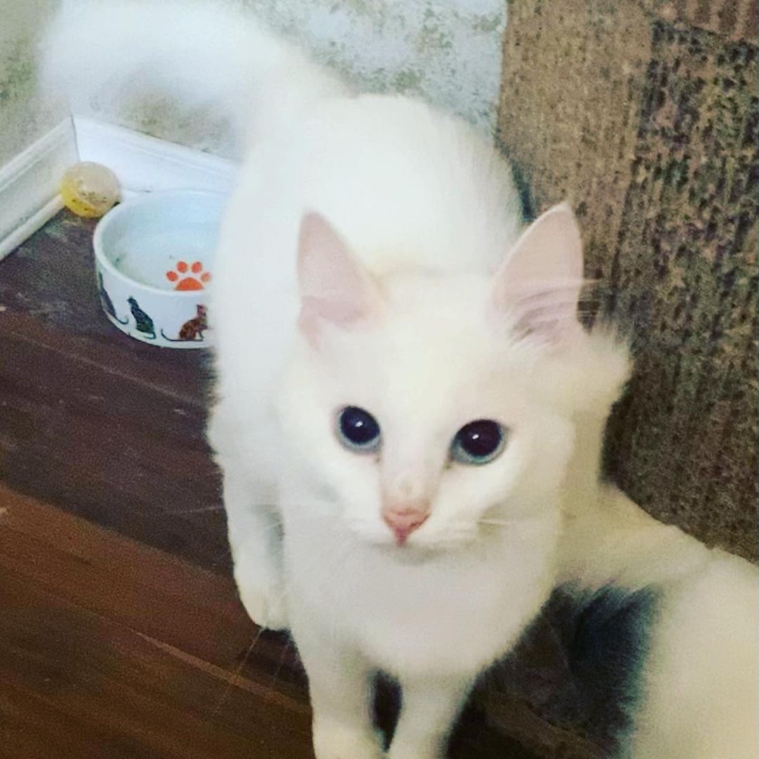 😻🐾🐱Meet momma Snowflake and her two handsome boys Moon and Spirit. These beautiful Turkish Angora kitties are all now fully vetted and ready to be adopted now. We know that they will go very quickly. If you are interested in adopting one or more of them please request an adoption application at loveandpurrssanctuary@gmail.com <a target='_blank' href='https://www.instagram.com/explore/tags/adoptdontshop/'>#adoptdontshop</a> <a target='_blank' href='https://www.instagram.com/explore/tags/adoptables/'>#adoptables</a> <a target='_blank' href='https://www.instagram.com/explore/tags/turkishangora/'>#turkishangora</a> <a target='_blank' href='https://www.instagram.com/explore/tags/loveandpurrssanctuary/'>#loveandpurrssanctuary</a> <a target='_blank' href='https://www.instagram.com/explore/tags/spayandneuter/'>#spayandneuter</a> <a target='_blank' href='https://www.instagram.com/explore/tags/rescuecat/'>#rescuecat</a>