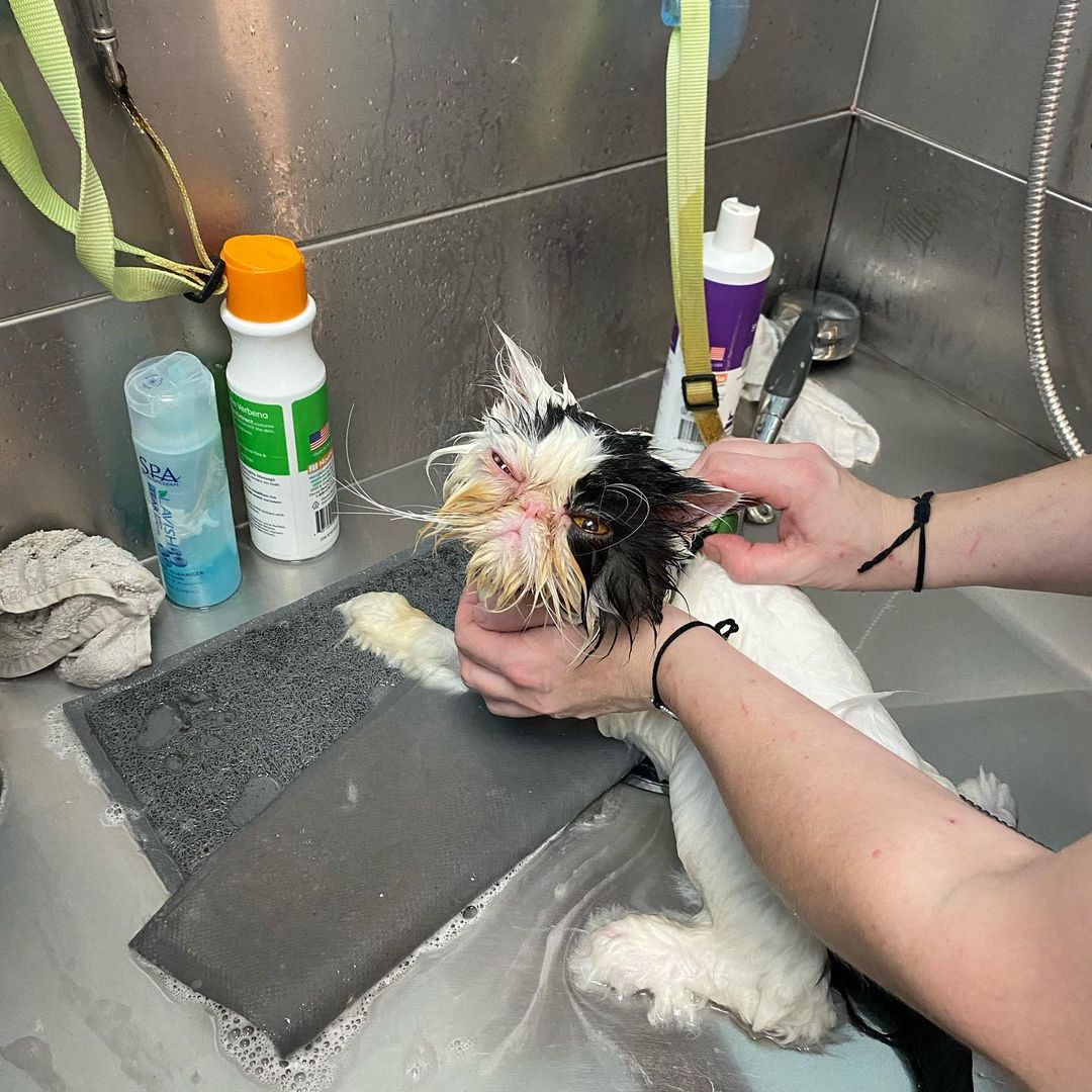 Behind the scenes! 
Our groomers at the Whole Cat make sure every kitty leaves feeling and looking great. This pretty Persian received our clean kitty bath, pad trim, and dematting services. The bath helps remove dirt and litter from the paws while conditioning the toe beans. In this bath, our groomers used sensitive skin shampoo alongside our coat restoring conditioner. The pad trim is where we shave the little floofs between the toe beans so the kitty does not track litter wherever they go. This kitty received a pad trim to help remove all the poop and litter on their toes. The dematting service is where we comb through any tangles and knots that have formed in the cat’s fur. 

Do you think your feline friend needs a good clean up? Give us a call at (425- 307-1008) and book an appointment with us! 
•
•
•
<a target='_blank' href='https://www.instagram.com/explore/tags/thewholecatandkaboodle/'>#thewholecatandkaboodle</a> <a target='_blank' href='https://www.instagram.com/explore/tags/kaboodlegroom/'>#kaboodlegroom</a> <a target='_blank' href='https://www.instagram.com/explore/tags/catgrooming/'>#catgrooming</a> <a target='_blank' href='https://www.instagram.com/explore/tags/catcare/'>#catcare</a> <a target='_blank' href='https://www.instagram.com/explore/tags/catlover/'>#catlover</a> <a target='_blank' href='https://www.instagram.com/explore/tags/persiancat/'>#persiancat</a> <a target='_blank' href='https://www.instagram.com/explore/tags/catbath/'>#catbath</a> <a target='_blank' href='https://www.instagram.com/explore/tags/cutecat/'>#cutecat</a> <a target='_blank' href='https://www.instagram.com/explore/tags/localpetbusiness/'>#localpetbusiness</a> <a target='_blank' href='https://www.instagram.com/explore/tags/pnwcat/'>#pnwcat</a> <a target='_blank' href='https://www.instagram.com/explore/tags/catlife/'>#catlife</a>