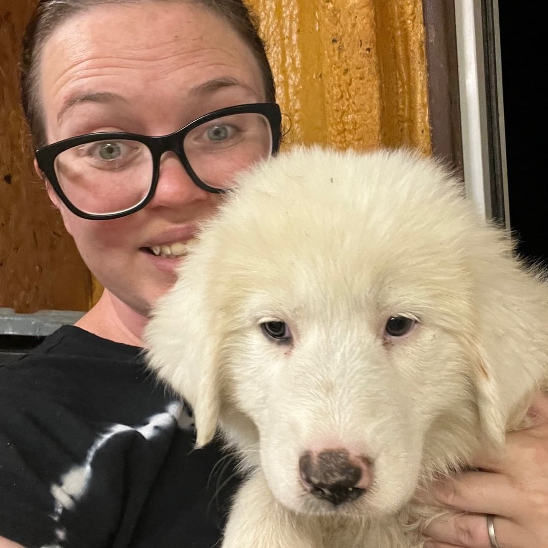 New pyrenees pups with our TGPR partnership