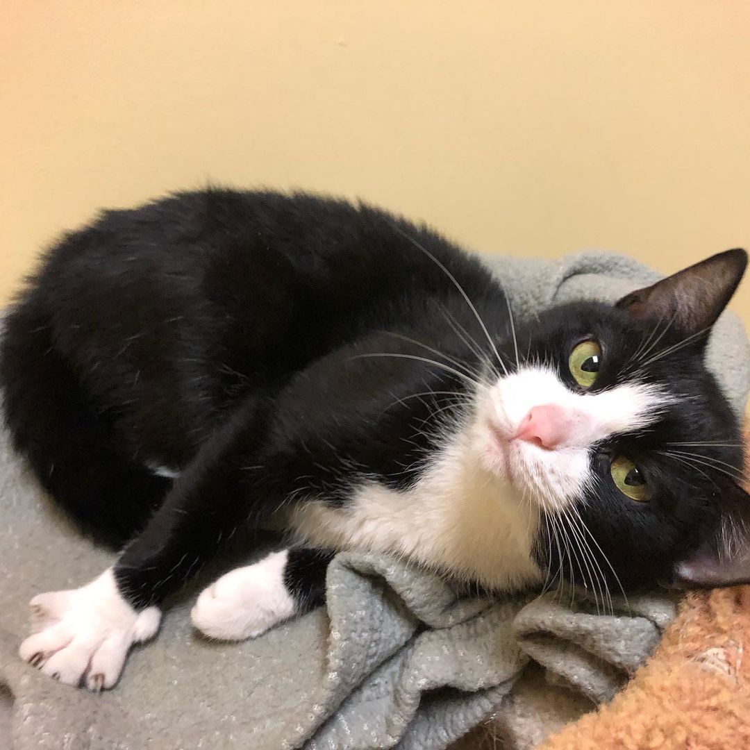 Happy Caturday courtesy of adorable Avril! This gentle sweetie will melt your heart. Give us a all at 802-484-5829 to learn more about her or any of her adoptable cat and dog friends and to schedule your visit. You never know - you may just fall in love! 
https://www.lucymac.org/pet-view/avril/
<a target='_blank' href='https://www.instagram.com/explore/tags/caturday/'>#caturday</a> <a target='_blank' href='https://www.instagram.com/explore/tags/adopt/'>#adopt</a> <a target='_blank' href='https://www.instagram.com/explore/tags/shelterlove/'>#shelterlove</a> <a target='_blank' href='https://www.instagram.com/explore/tags/catsofinstagram/'>#catsofinstagram</a>