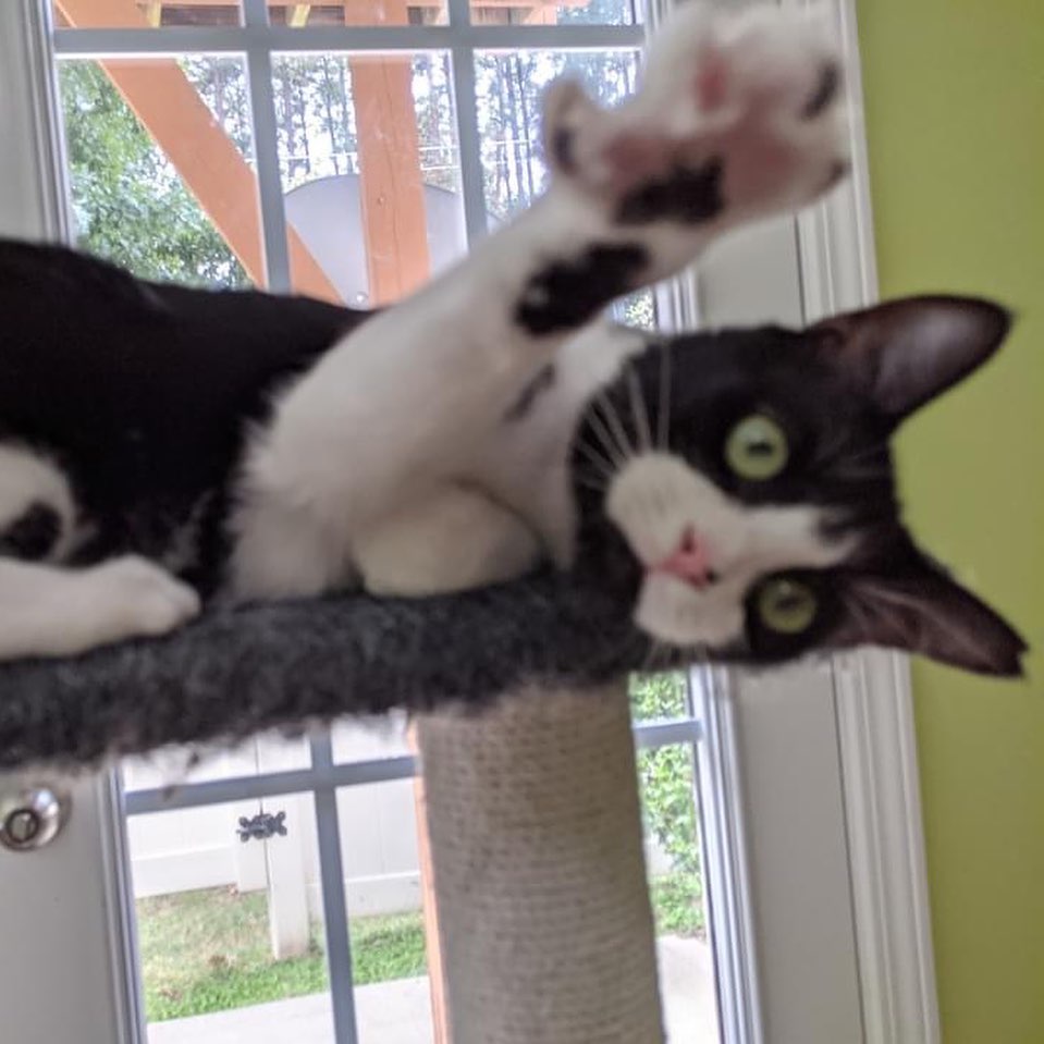 Kitties and more wonderful kitties at Petsmart this weekend and every one needs a loving home.🐈🐈🐈
Visit Sat 10a-12noon or Sun, 1p-3p when volunteers are available to help with visits and adoptions.