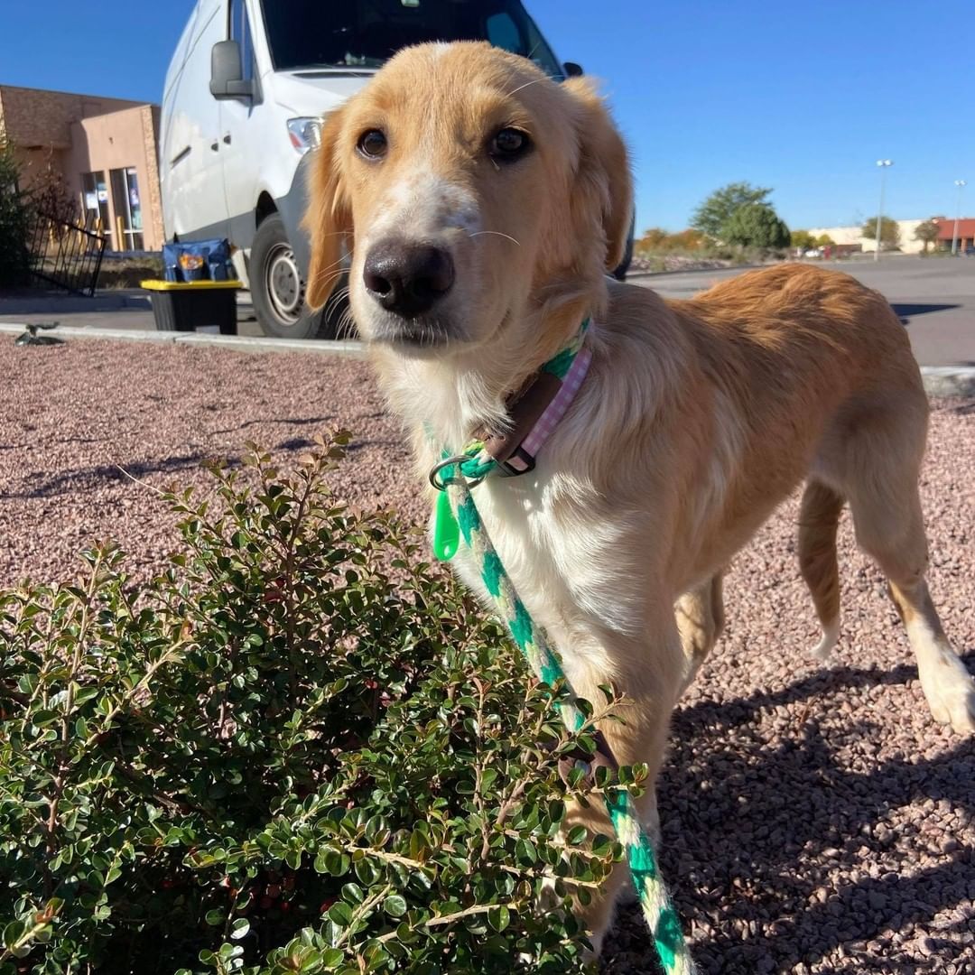 Just a few pics of the pups on their break this morning! Exploring the new scenery of New Mexico!  The fosters and adopters love all the updates we get along the way! Happy Trails Four Paws In Motion!