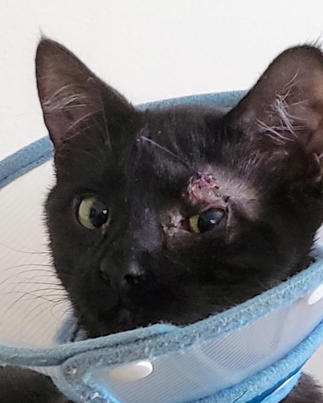 Remember Pepito, a tailless kitten with entropion who had to keep his eyes closed most of the time because of his painful condition? 😻

He has recently had an eyelids surgery and finally can see the world with both eyes widely opened.🥳🎉

❤️ Many thanks to all contributors who donated for this surgery. ❤️ Kudos to his foster mom Andrea  and to his adopter  mom Shannon who have been taking him to multiple medical appointments and helping to feel safe in the world around him when he still couldn't see. ❤️ Special thanks to Dr.Singh from Aborn Pet Clinic who performed Pepito's surgery. 

❤️THANK YOU!❤️ to all our supporter and contributors 
✅ Want to help more kittens like Pepito to get a second chance? Your contribution will make an impact, whether you donate $5 or $500: 
👉 https://www.facebook.com/donate/771610300184406/
👉 https://angelsfurryfriends.org/donate/pepito/
👉PayPal: donations@angelsfurryfriends.org
✅ Check our website for adoptable animals: https://angelsfurryfriends.org
✅ Apply to become a foster https://angelsfurryfriends.org/foster-application/
✅ Our furry friends will be super happy if you can contribute to our AMAZON wish list: https://www.amazon.com/hz/wishlist/ls/20Z238E5G16UH
✅ Find us on AMAZON SMILE
🤝 Please share information about our Rescue
✅ Angel’s Furry Friends is a Non-Profit 501(3) organization. Your Donations are Tax deductible.

<a target='_blank' href='https://www.instagram.com/explore/tags/adoptdontshop/'>#adoptdontshop</a> <a target='_blank' href='https://www.instagram.com/explore/tags/animalrescue/'>#animalrescue</a> <a target='_blank' href='https://www.instagram.com/explore/tags/animalhelp/'>#animalhelp</a> <a target='_blank' href='https://www.instagram.com/explore/tags/doglove/'>#doglove</a> <a target='_blank' href='https://www.instagram.com/explore/tags/catlove/'>#catlove</a> <a target='_blank' href='https://www.instagram.com/explore/tags/dogrescue/'>#dogrescue</a> <a target='_blank' href='https://www.instagram.com/explore/tags/catrescue/'>#catrescue</a> <a target='_blank' href='https://www.instagram.com/explore/tags/streetcats/'>#streetcats</a> <a target='_blank' href='https://www.instagram.com/explore/tags/angelsfurryfriends/'>#angelsfurryfriends</a> <a target='_blank' href='https://www.instagram.com/explore/tags/savealife/'>#savealife</a> <a target='_blank' href='https://www.instagram.com/explore/tags/bekind/'>#bekind</a> <a target='_blank' href='https://www.instagram.com/explore/tags/catsforadoption/'>#catsforadoption</a> <a target='_blank' href='https://www.instagram.com/explore/tags/dogsforadoption/'>#dogsforadoption</a> <a target='_blank' href='https://www.instagram.com/explore/tags/animalwelfare/'>#animalwelfare</a>  <a target='_blank' href='https://www.instagram.com/explore/tags/rescuedog/'>#rescuedog</a> <a target='_blank' href='https://www.instagram.com/explore/tags/rescuedismyfavoritebreed/'>#rescuedismyfavoritebreed</a> <a target='_blank' href='https://www.instagram.com/explore/tags/lifeanimalrescue/'>#lifeanimalrescue</a> <a target='_blank' href='https://www.instagram.com/explore/tags/animalrescue/'>#animalrescue</a> <a target='_blank' href='https://www.instagram.com/explore/tags/Pepito/'>#Pepito</a>