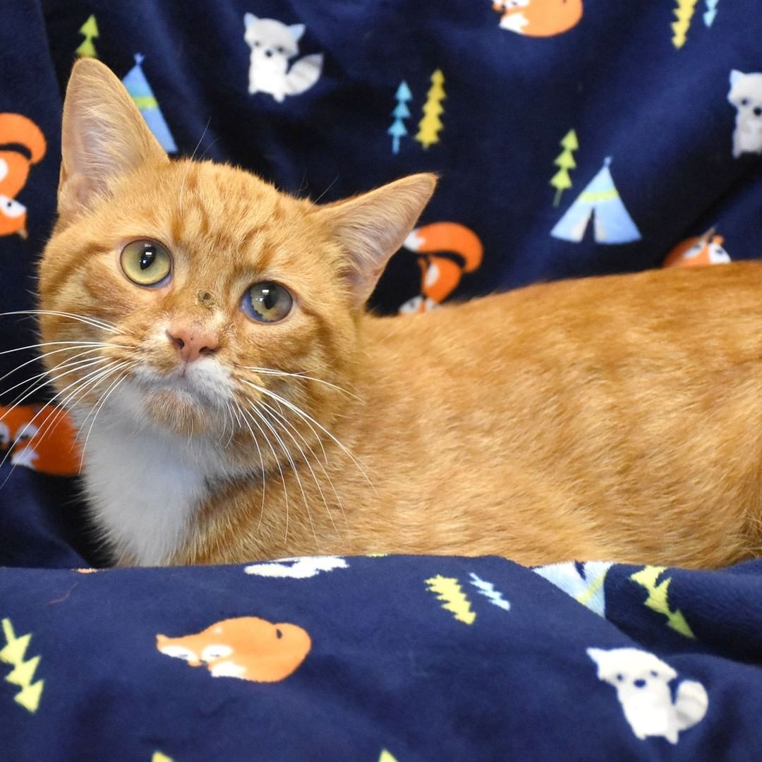 **UPDATE: GARFIELD** Lovable Garfield is shy and sweet. Like a famous cartoon cat of the same name, this Garfield enjoys food, too—purrhaps not lasagna, though. Cat treats may be more his speed. He gets very excited and chatty when it’s time to eat.

<a target='_blank' href='https://www.instagram.com/explore/tags/MCPetAdoption/'>#MCPetAdoption</a> <a target='_blank' href='https://www.instagram.com/explore/tags/AdoptDontShop/'>#AdoptDontShop</a> <a target='_blank' href='https://www.instagram.com/explore/tags/PurrfectMatch/'>#PurrfectMatch</a> <a target='_blank' href='https://www.instagram.com/explore/tags/AdoptableCat/'>#AdoptableCat</a> <a target='_blank' href='https://www.instagram.com/explore/tags/OrangeTabbyCat/'>#OrangeTabbyCat</a> <a target='_blank' href='https://www.instagram.com/explore/tags/MontgomeryVa/'>#MontgomeryVa</a> <a target='_blank' href='https://www.instagram.com/explore/tags/BlacksburgVa/'>#BlacksburgVa</a> <a target='_blank' href='https://www.instagram.com/explore/tags/ChristiansburgVa/'>#ChristiansburgVa</a> <a target='_blank' href='https://www.instagram.com/explore/tags/Blacksburg/'>#Blacksburg</a> <a target='_blank' href='https://www.instagram.com/explore/tags/Christiansburg/'>#Christiansburg</a>