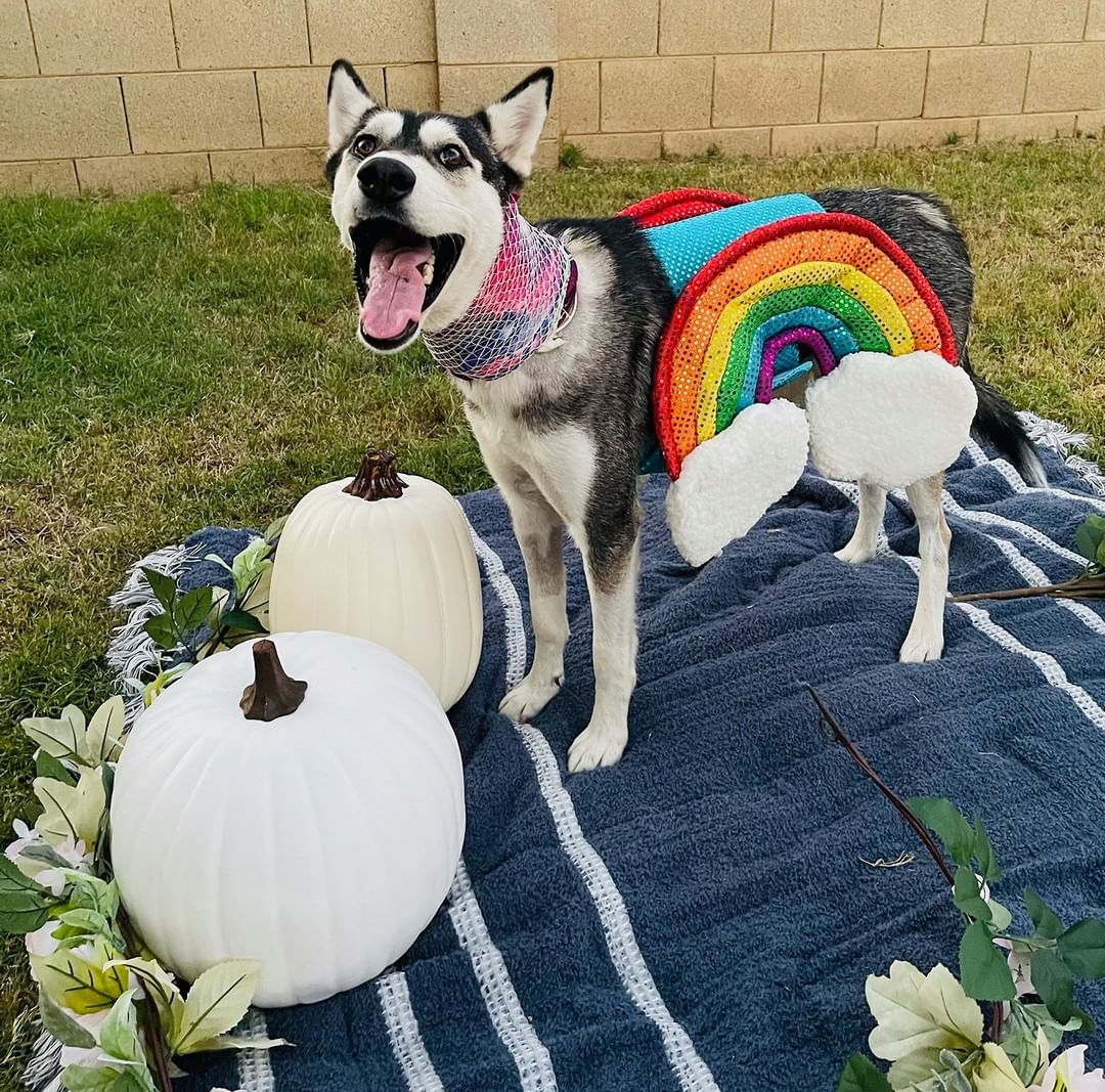 🕸🖤🎃👻 SPOOKY PUP OF THE DAY 👻🎃🖤🕸

Remember Estrella? She's a tough one to forget! This girl is so, so sweet, which is amazing after all she has been through. We responded to a rescue plea from the Arizona Humane Society to take in a husky who had been shot in the mouth. As best the vets could tell, the bullet trajectory went through her tongue and out her neck. She is so lucky to be alive! Her jawbone was broken so badly an entire piece of it was detached and floating freely. 

She had her surgery September 15th, and we just had her check-up at 4 weeks post surgery. She is starting to heal (and she looks amazing and is so loved!), but her bones definitely need some more time. Her foster is taking great care of her in the meantime, and will also be adopting her once she gets the medical all clear!

Estrella is doing so great with the other pups in the foster's home - though she just wants to play so keeping her calm to heal has been the most difficult part of her journey so far. We love her positive attitude and smiles after all that happened to her. 

She is a pretty little flower (and a rainbow!) for Halloween this year. 

<a target='_blank' href='https://www.instagram.com/explore/tags/rescue/'>#rescue</a> <a target='_blank' href='https://www.instagram.com/explore/tags/husky/'>#husky</a> <a target='_blank' href='https://www.instagram.com/explore/tags/huskyrescue/'>#huskyrescue</a> <a target='_blank' href='https://www.instagram.com/explore/tags/azhusky/'>#azhusky</a> <a target='_blank' href='https://www.instagram.com/explore/tags/azhuskyrescue/'>#azhuskyrescue</a> <a target='_blank' href='https://www.instagram.com/explore/tags/rescuehusky/'>#rescuehusky</a> <a target='_blank' href='https://www.instagram.com/explore/tags/siberianhusky/'>#siberianhusky</a> <a target='_blank' href='https://www.instagram.com/explore/tags/huskymix/'>#huskymix</a> <a target='_blank' href='https://www.instagram.com/explore/tags/huskies/'>#huskies</a> <a target='_blank' href='https://www.instagram.com/explore/tags/huskiesofinstagram/'>#huskiesofinstagram</a> <a target='_blank' href='https://www.instagram.com/explore/tags/flower/'>#flower</a> <a target='_blank' href='https://www.instagram.com/explore/tags/rainbow/'>#rainbow</a> <a target='_blank' href='https://www.instagram.com/explore/tags/halloween/'>#halloween</a> <a target='_blank' href='https://www.instagram.com/explore/tags/dogsincostume/'>#dogsincostume</a> <a target='_blank' href='https://www.instagram.com/explore/tags/trickortreat/'>#trickortreat</a>