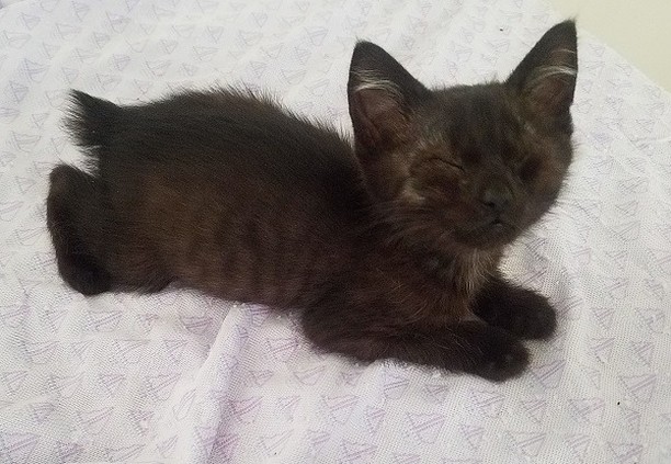 Remember Pepito, a tailless kitten with entropion who had to keep his eyes closed most of the time because of his painful condition? 😻

He has recently had an eyelids surgery and finally can see the world with both eyes widely opened.🥳🎉

❤️ Many thanks to all contributors who donated for this surgery. ❤️ Kudos to his foster mom Andrea  and to his adopter  mom Shannon who have been taking him to multiple medical appointments and helping to feel safe in the world around him when he still couldn't see. ❤️ Special thanks to Dr.Singh from Aborn Pet Clinic who performed Pepito's surgery. 

❤️THANK YOU!❤️ to all our supporter and contributors 
✅ Want to help more kittens like Pepito to get a second chance? Your contribution will make an impact, whether you donate $5 or $500: 
👉 https://www.facebook.com/donate/771610300184406/
👉 https://angelsfurryfriends.org/donate/pepito/
👉PayPal: donations@angelsfurryfriends.org
✅ Check our website for adoptable animals: https://angelsfurryfriends.org
✅ Apply to become a foster https://angelsfurryfriends.org/foster-application/
✅ Our furry friends will be super happy if you can contribute to our AMAZON wish list: https://www.amazon.com/hz/wishlist/ls/20Z238E5G16UH
✅ Find us on AMAZON SMILE
🤝 Please share information about our Rescue
✅ Angel’s Furry Friends is a Non-Profit 501(3) organization. Your Donations are Tax deductible.

<a target='_blank' href='https://www.instagram.com/explore/tags/adoptdontshop/'>#adoptdontshop</a> <a target='_blank' href='https://www.instagram.com/explore/tags/animalrescue/'>#animalrescue</a> <a target='_blank' href='https://www.instagram.com/explore/tags/animalhelp/'>#animalhelp</a> <a target='_blank' href='https://www.instagram.com/explore/tags/doglove/'>#doglove</a> <a target='_blank' href='https://www.instagram.com/explore/tags/catlove/'>#catlove</a> <a target='_blank' href='https://www.instagram.com/explore/tags/dogrescue/'>#dogrescue</a> <a target='_blank' href='https://www.instagram.com/explore/tags/catrescue/'>#catrescue</a> <a target='_blank' href='https://www.instagram.com/explore/tags/streetcats/'>#streetcats</a> <a target='_blank' href='https://www.instagram.com/explore/tags/angelsfurryfriends/'>#angelsfurryfriends</a> <a target='_blank' href='https://www.instagram.com/explore/tags/savealife/'>#savealife</a> <a target='_blank' href='https://www.instagram.com/explore/tags/bekind/'>#bekind</a> <a target='_blank' href='https://www.instagram.com/explore/tags/catsforadoption/'>#catsforadoption</a> <a target='_blank' href='https://www.instagram.com/explore/tags/dogsforadoption/'>#dogsforadoption</a> <a target='_blank' href='https://www.instagram.com/explore/tags/animalwelfare/'>#animalwelfare</a>  <a target='_blank' href='https://www.instagram.com/explore/tags/rescuedog/'>#rescuedog</a> <a target='_blank' href='https://www.instagram.com/explore/tags/rescuedismyfavoritebreed/'>#rescuedismyfavoritebreed</a> <a target='_blank' href='https://www.instagram.com/explore/tags/lifeanimalrescue/'>#lifeanimalrescue</a> <a target='_blank' href='https://www.instagram.com/explore/tags/animalrescue/'>#animalrescue</a> <a target='_blank' href='https://www.instagram.com/explore/tags/Pepito/'>#Pepito</a>